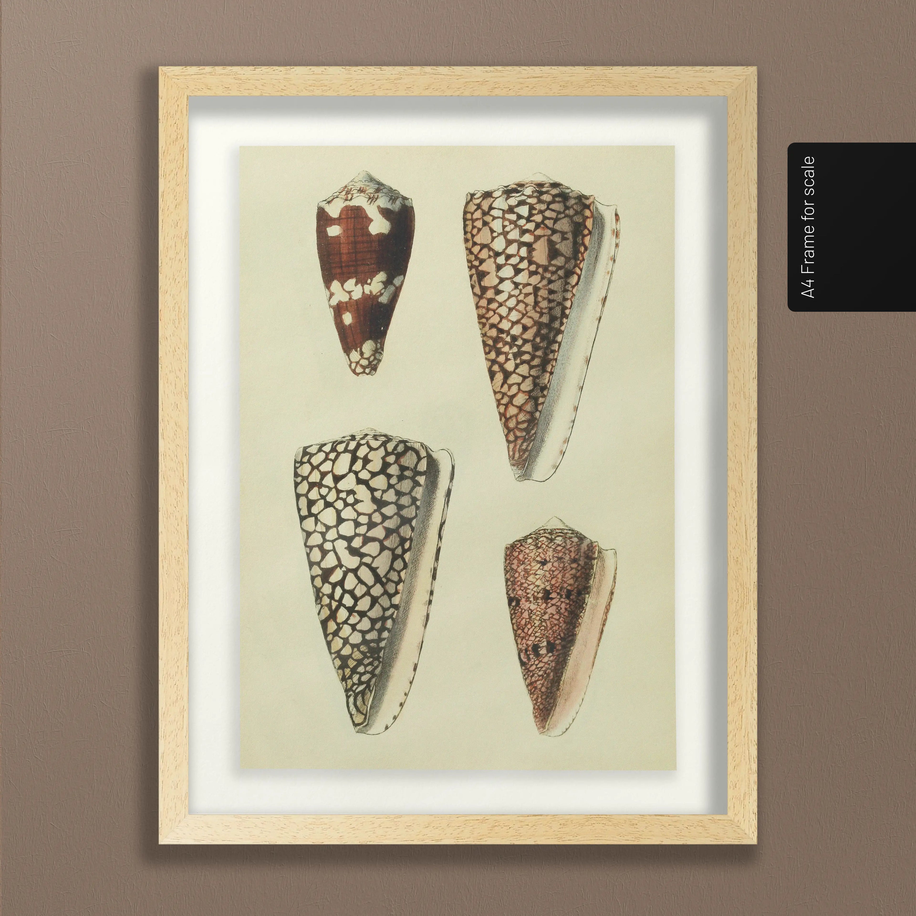 Natural History: Plate No. 16