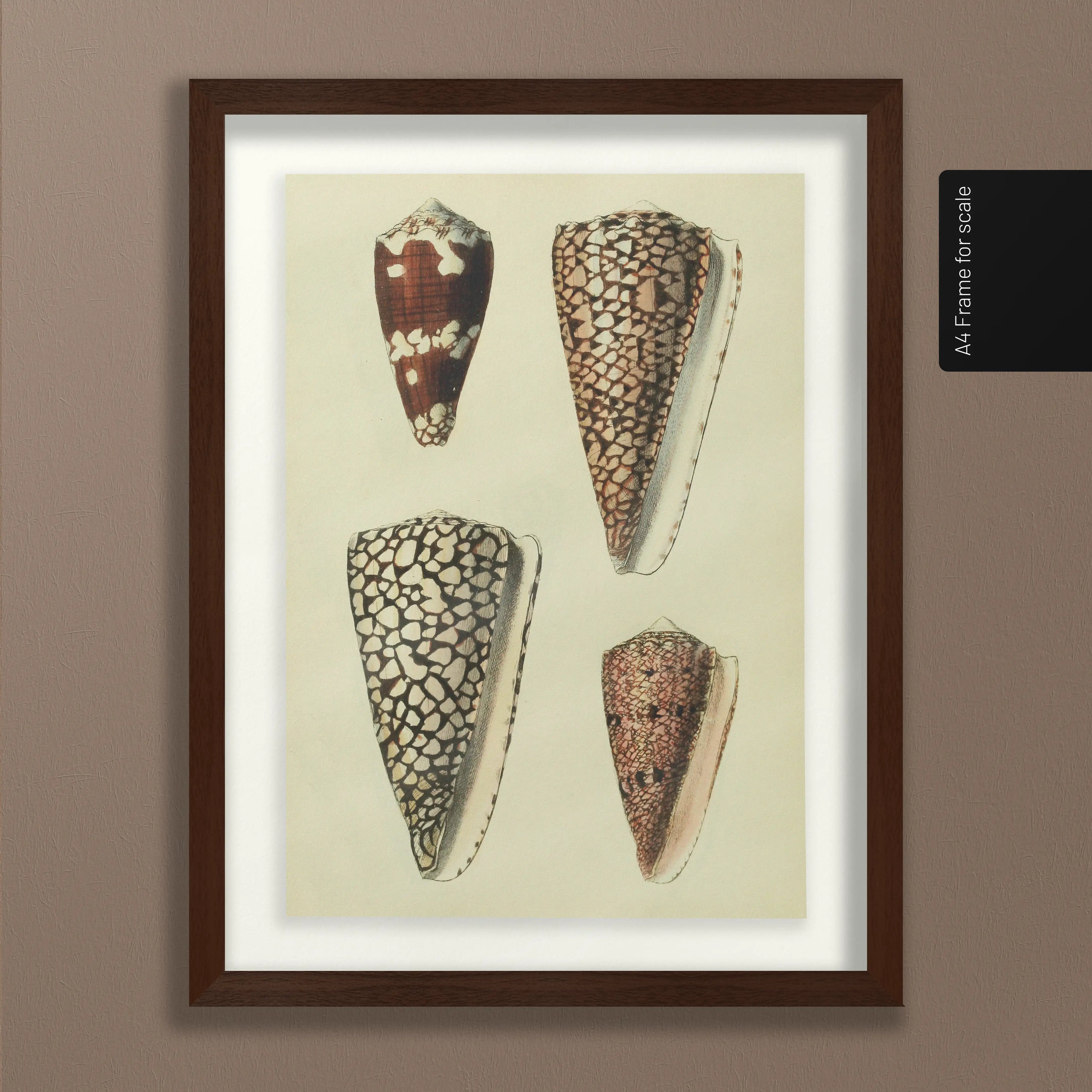 Natural History: Plate No. 16