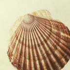 Natural History: Plate No. 17