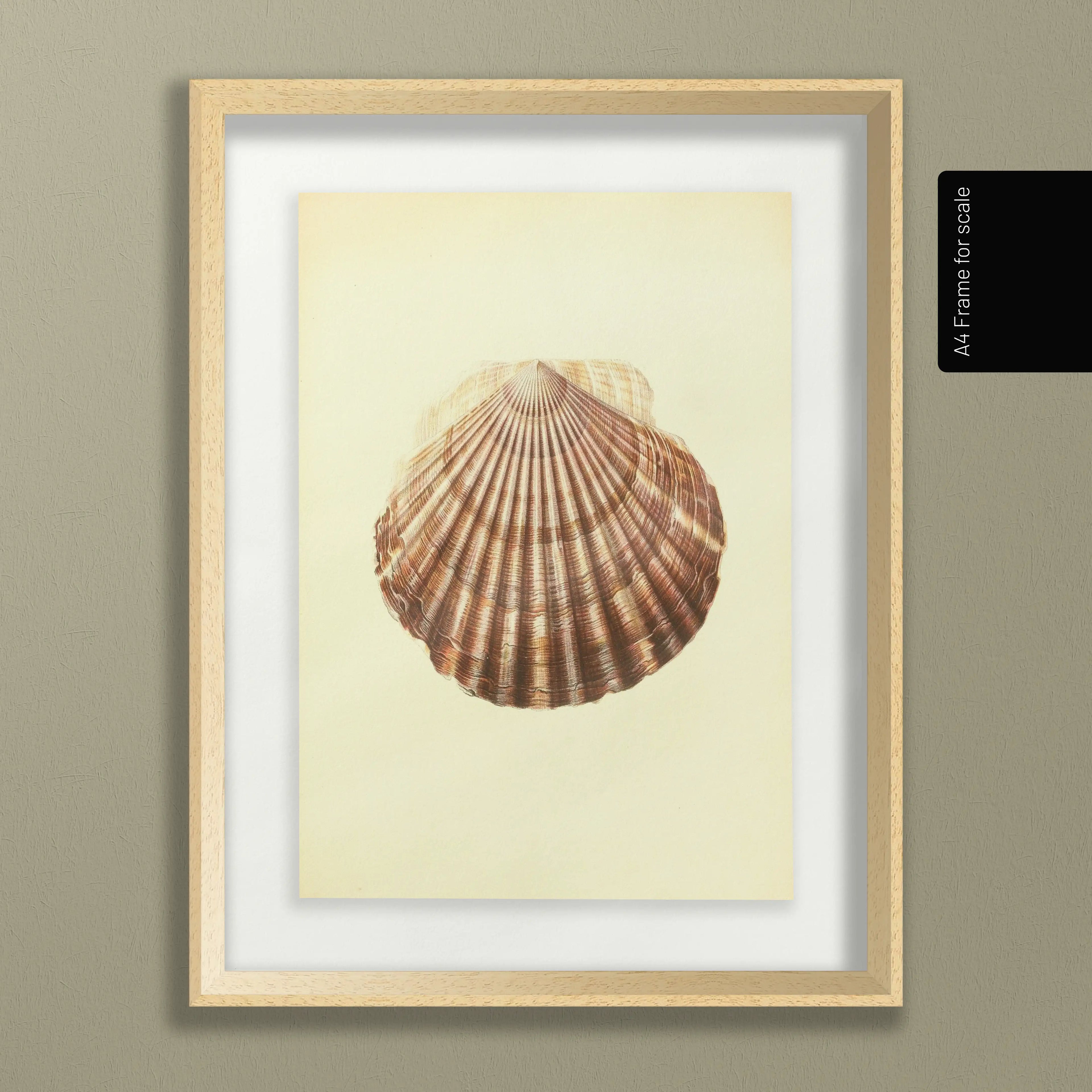 Natural History: Plate No. 17