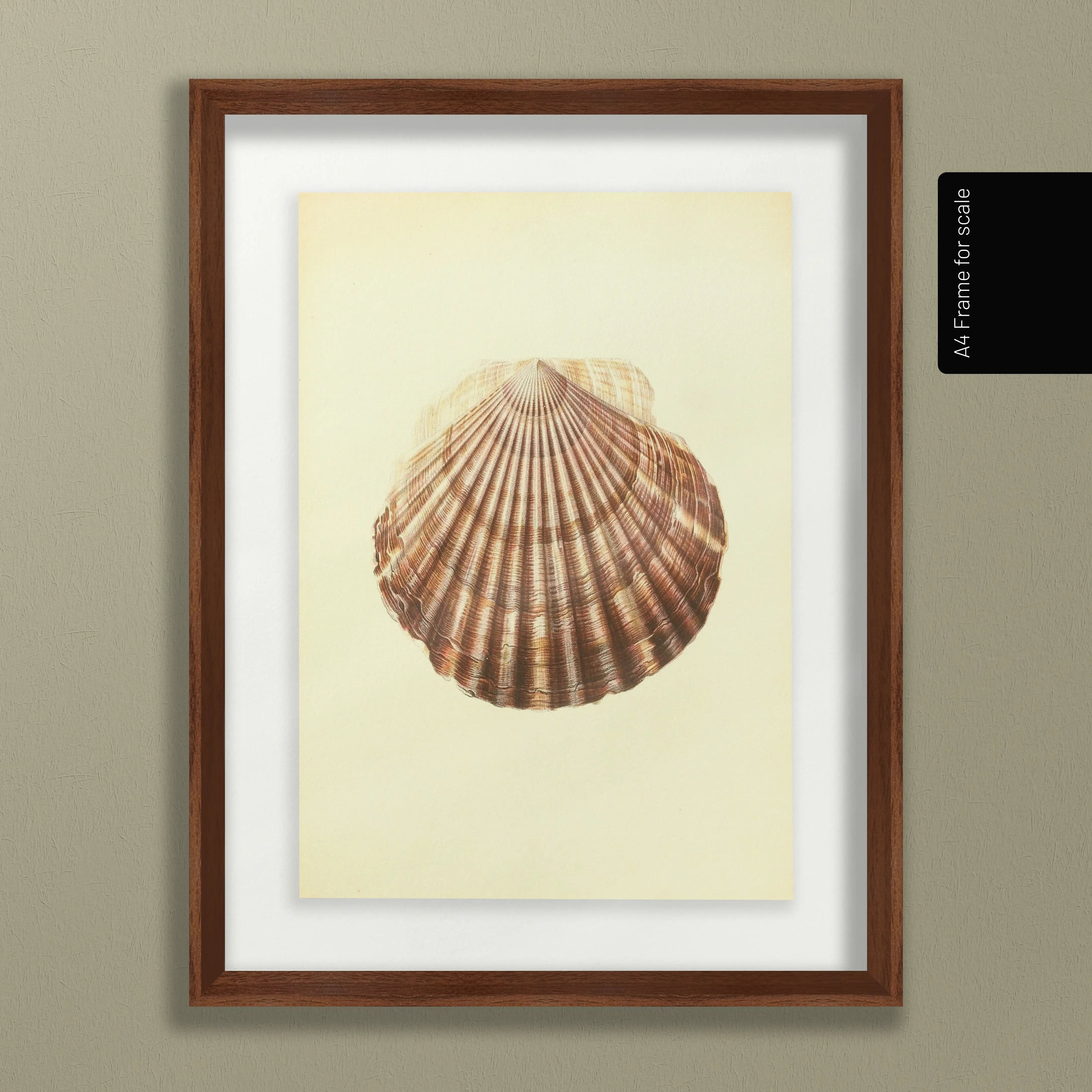 Natural History: Plate No. 17