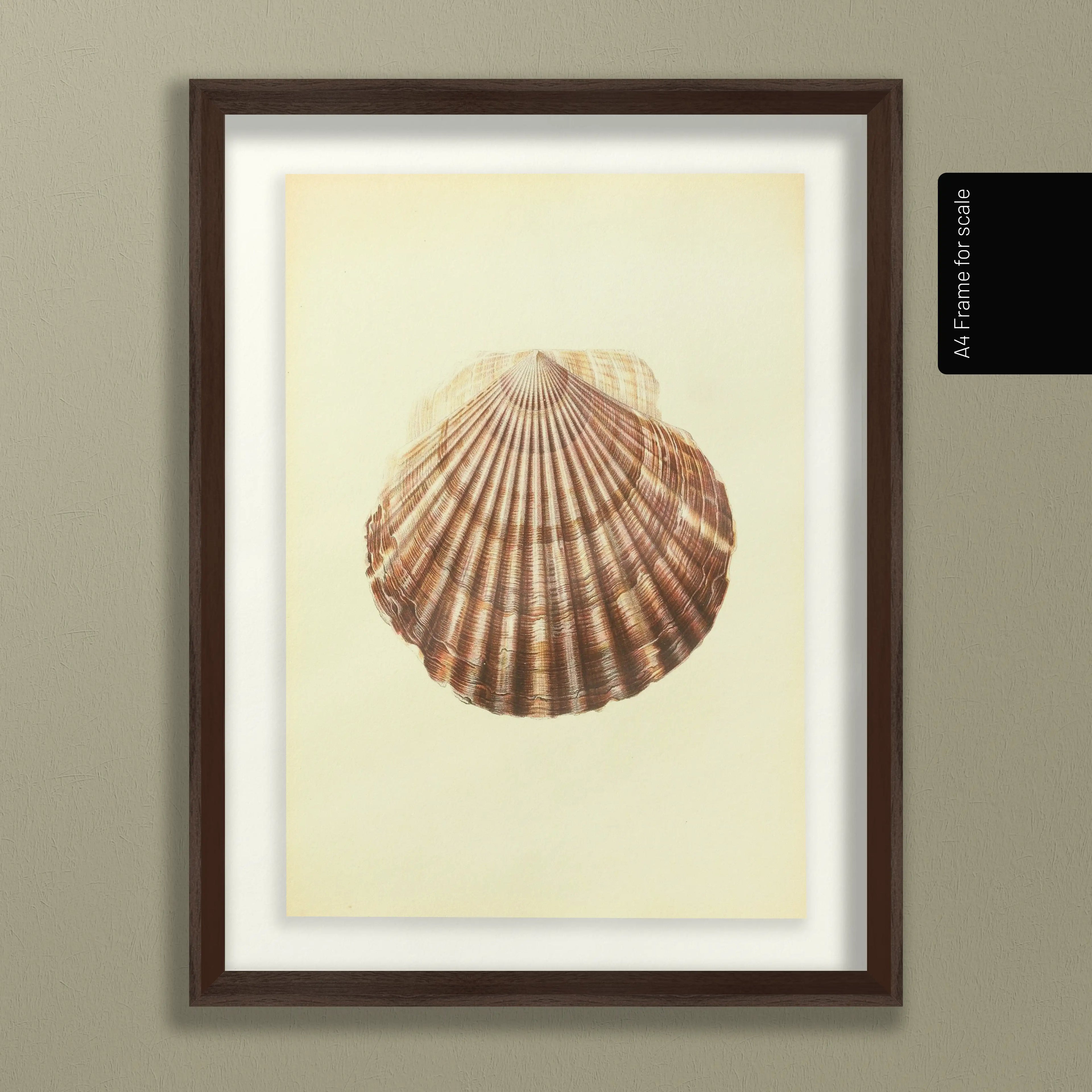 Natural History: Plate No. 17