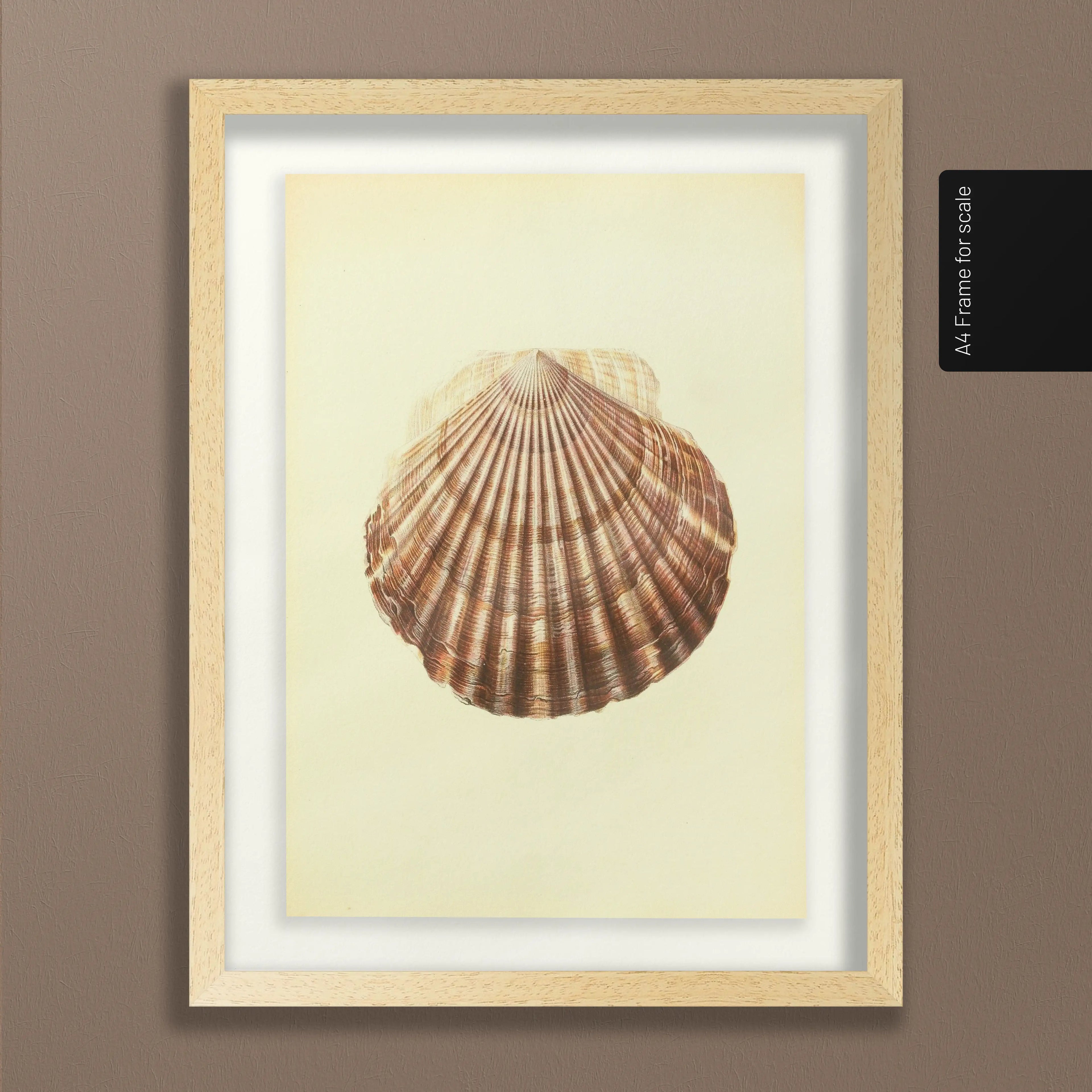 Natural History: Plate No. 17