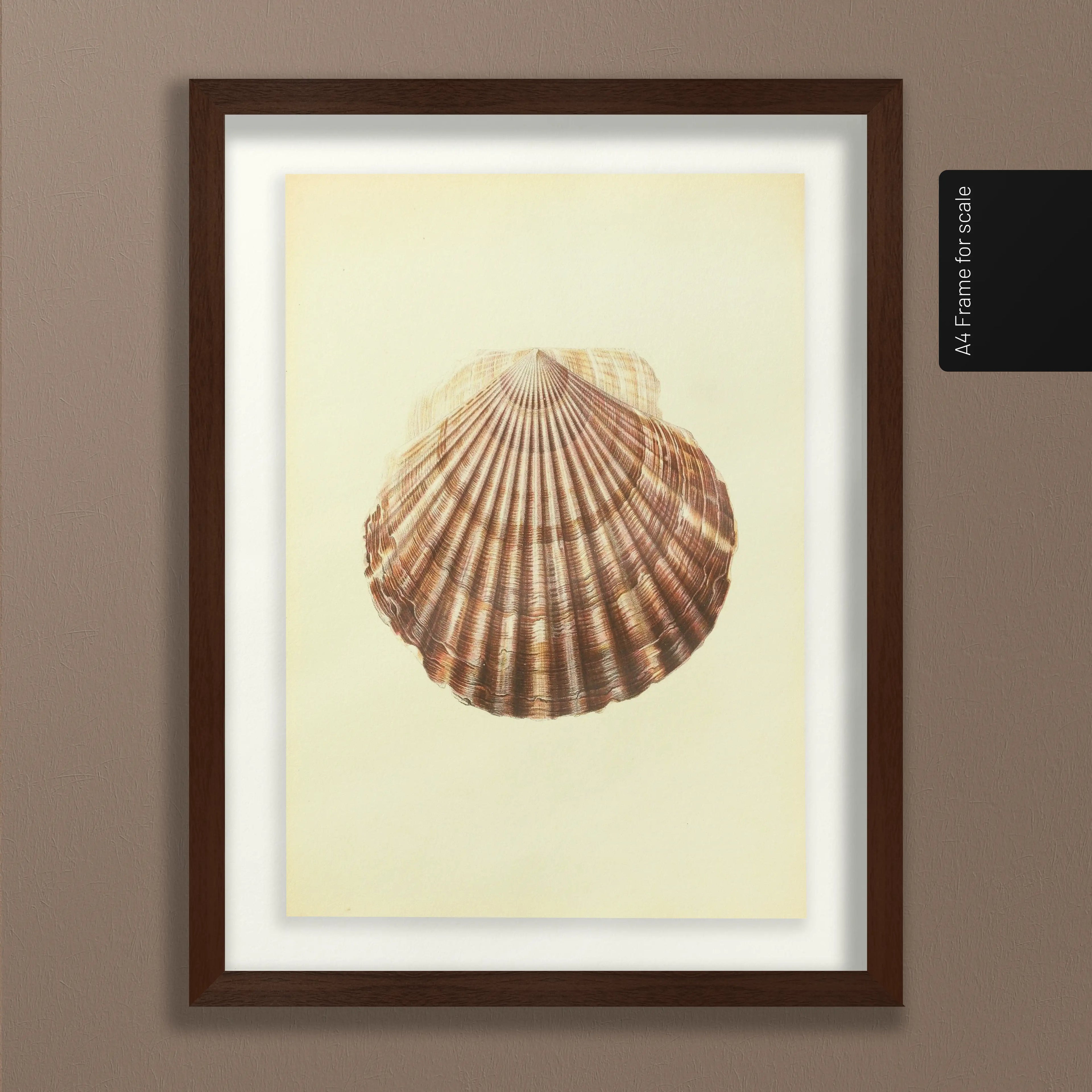 Natural History: Plate No. 17