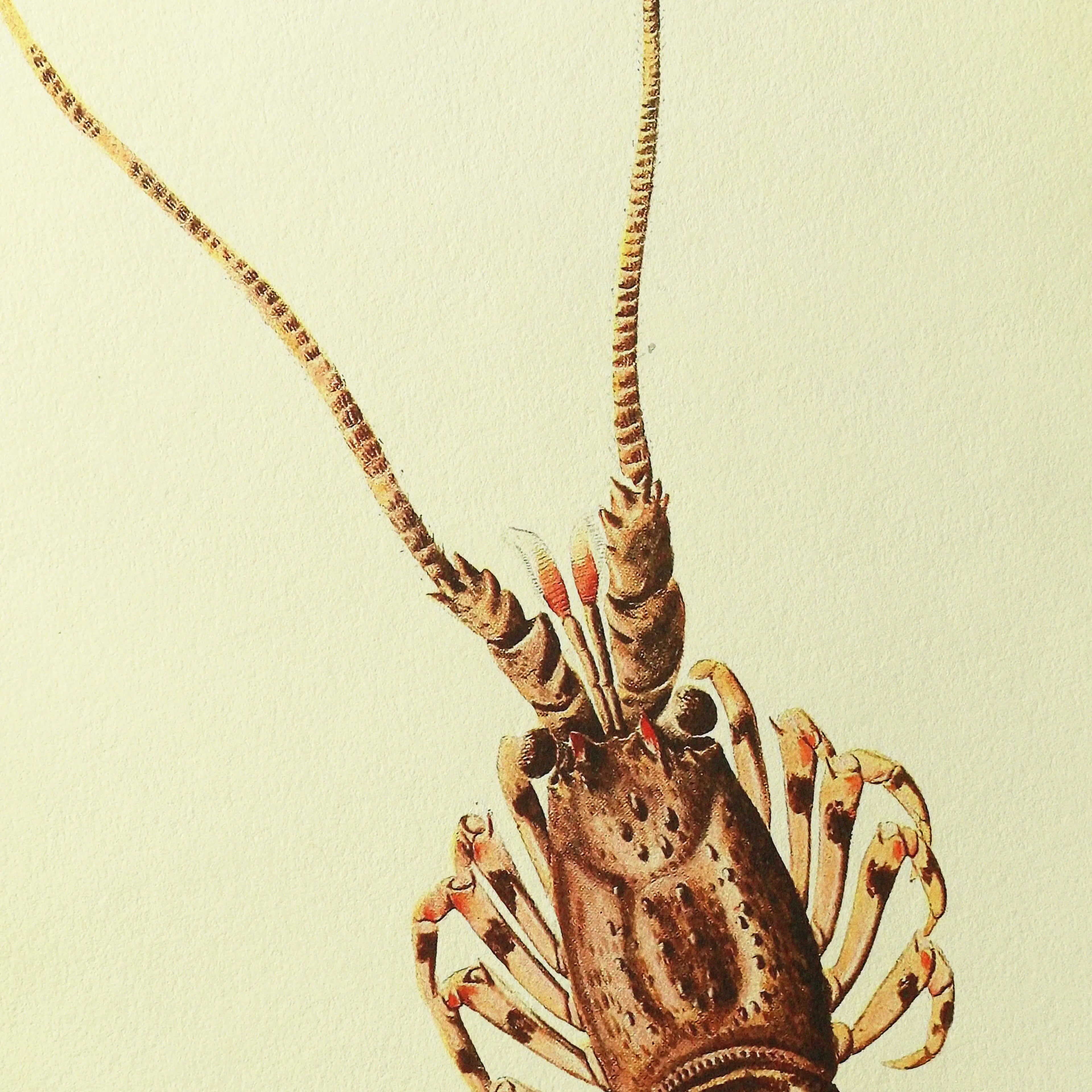 Natural History: Plate No. 18