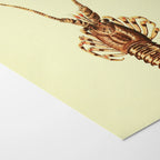 Natural History: Plate No. 18