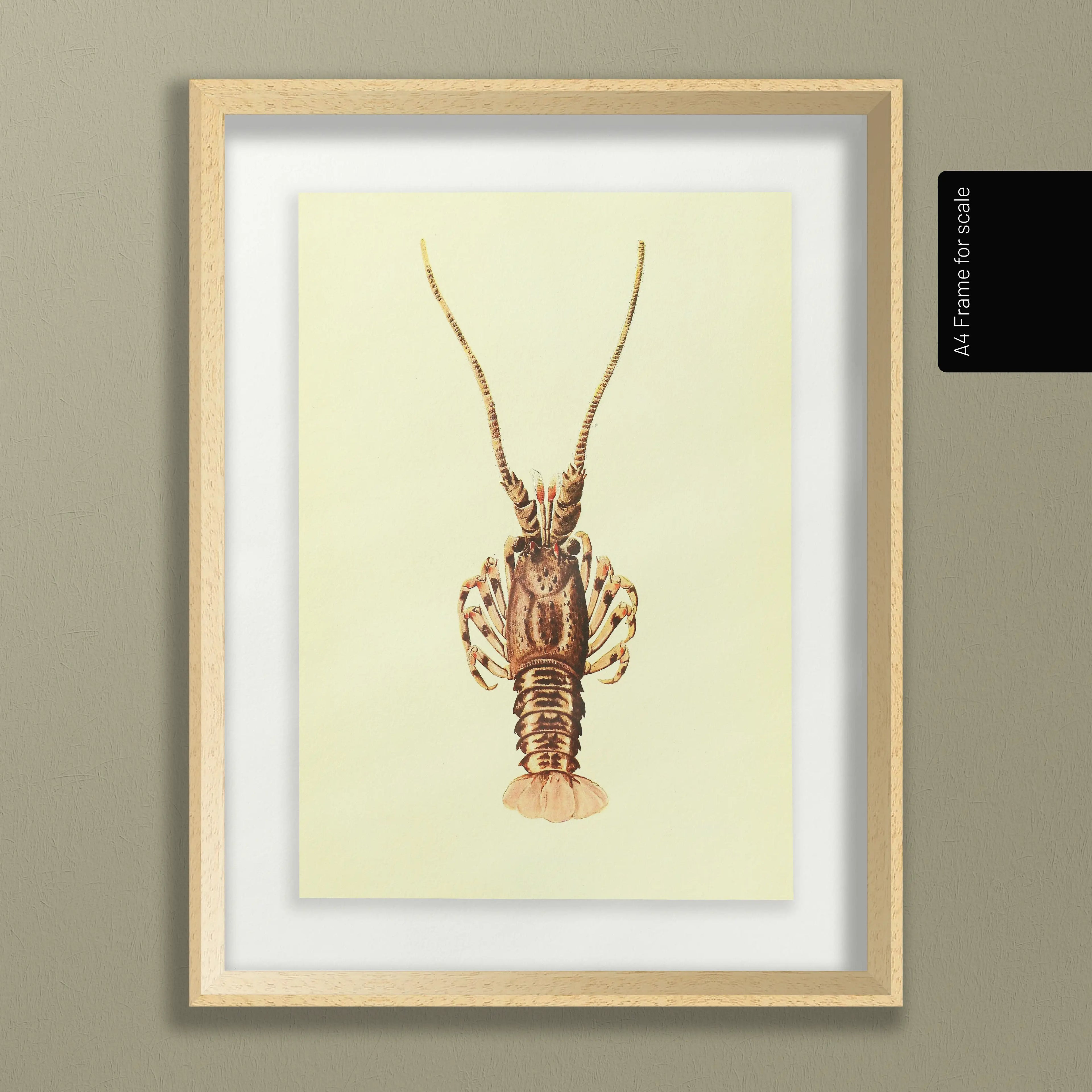 Natural History: Plate No. 18