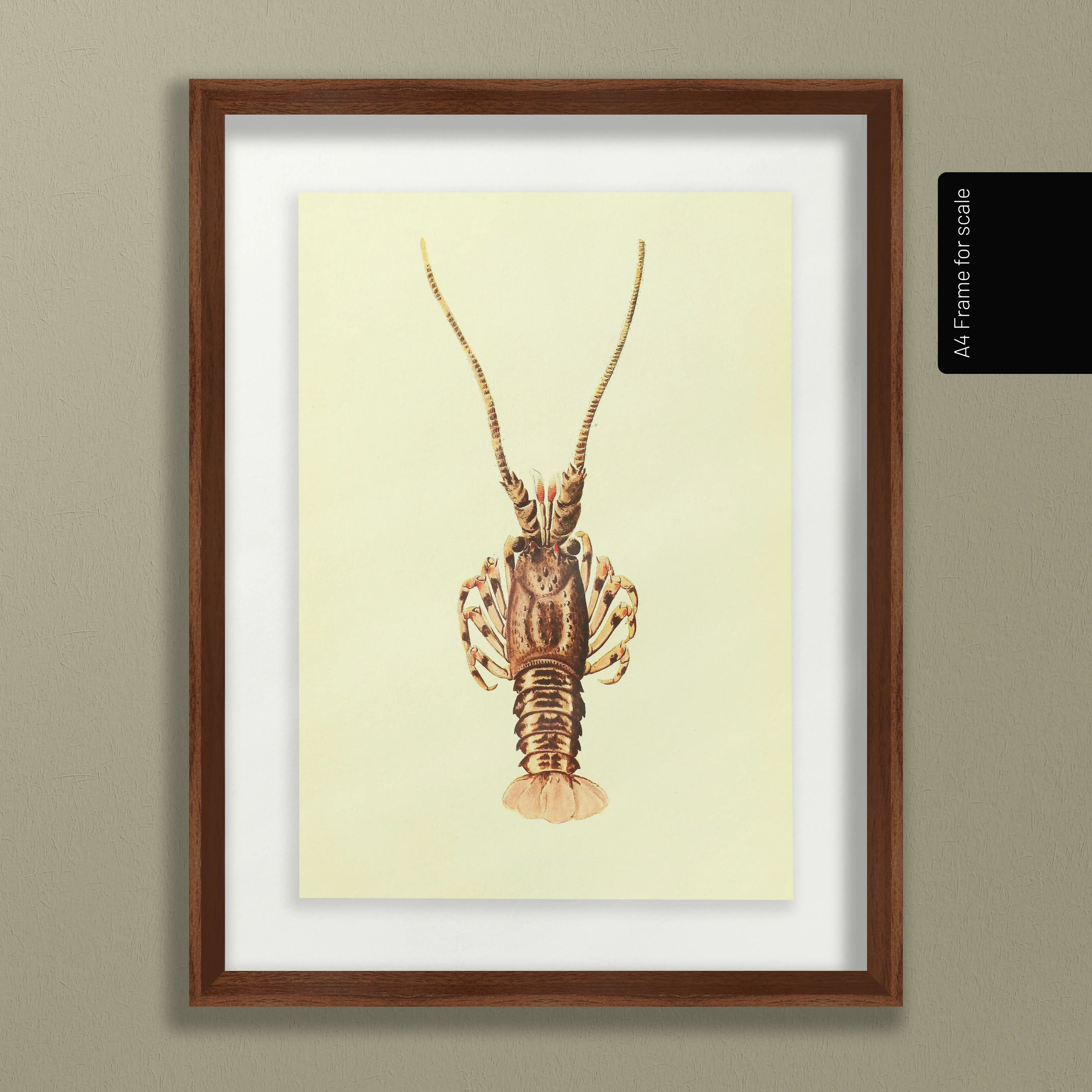 Natural History: Plate No. 18