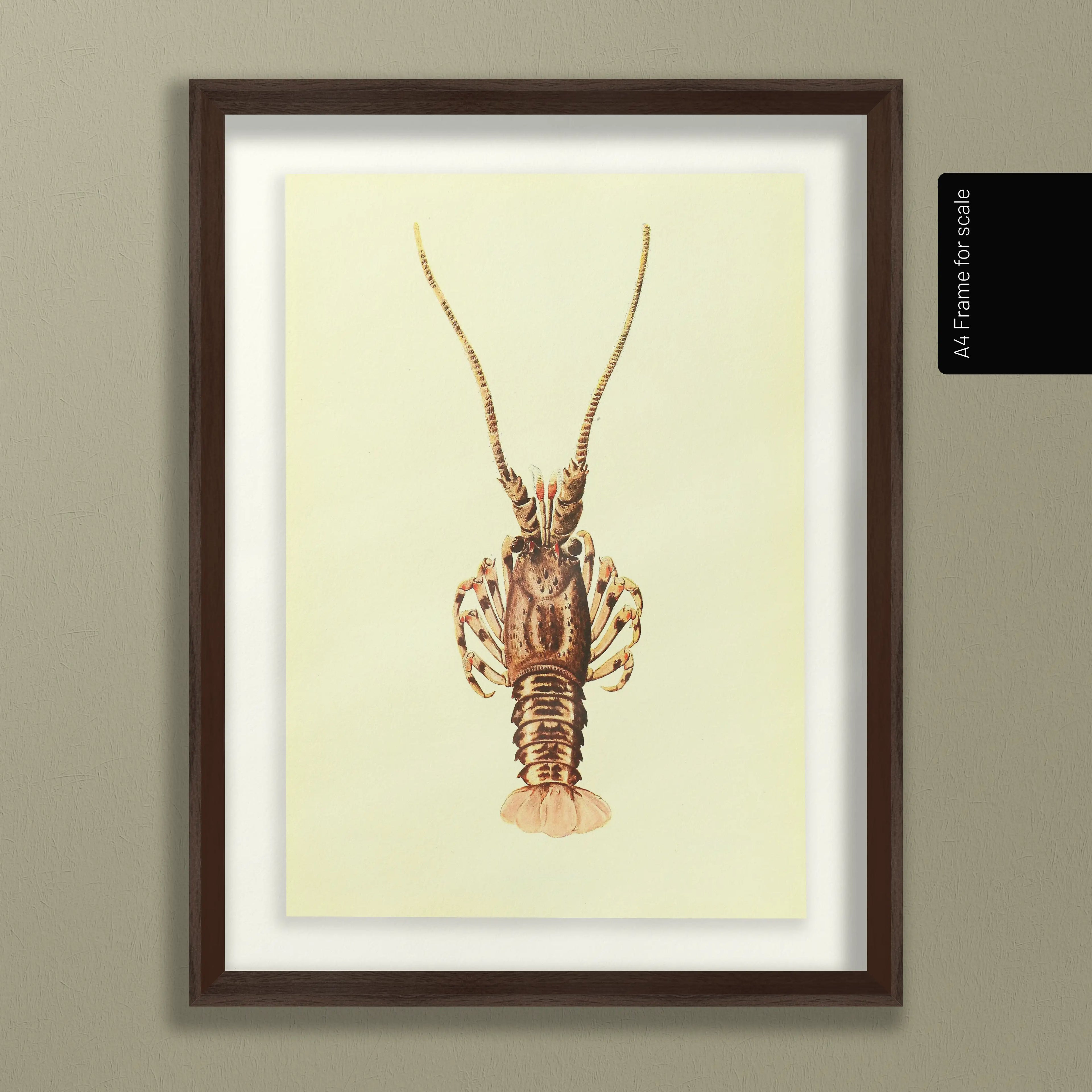 Natural History: Plate No. 18