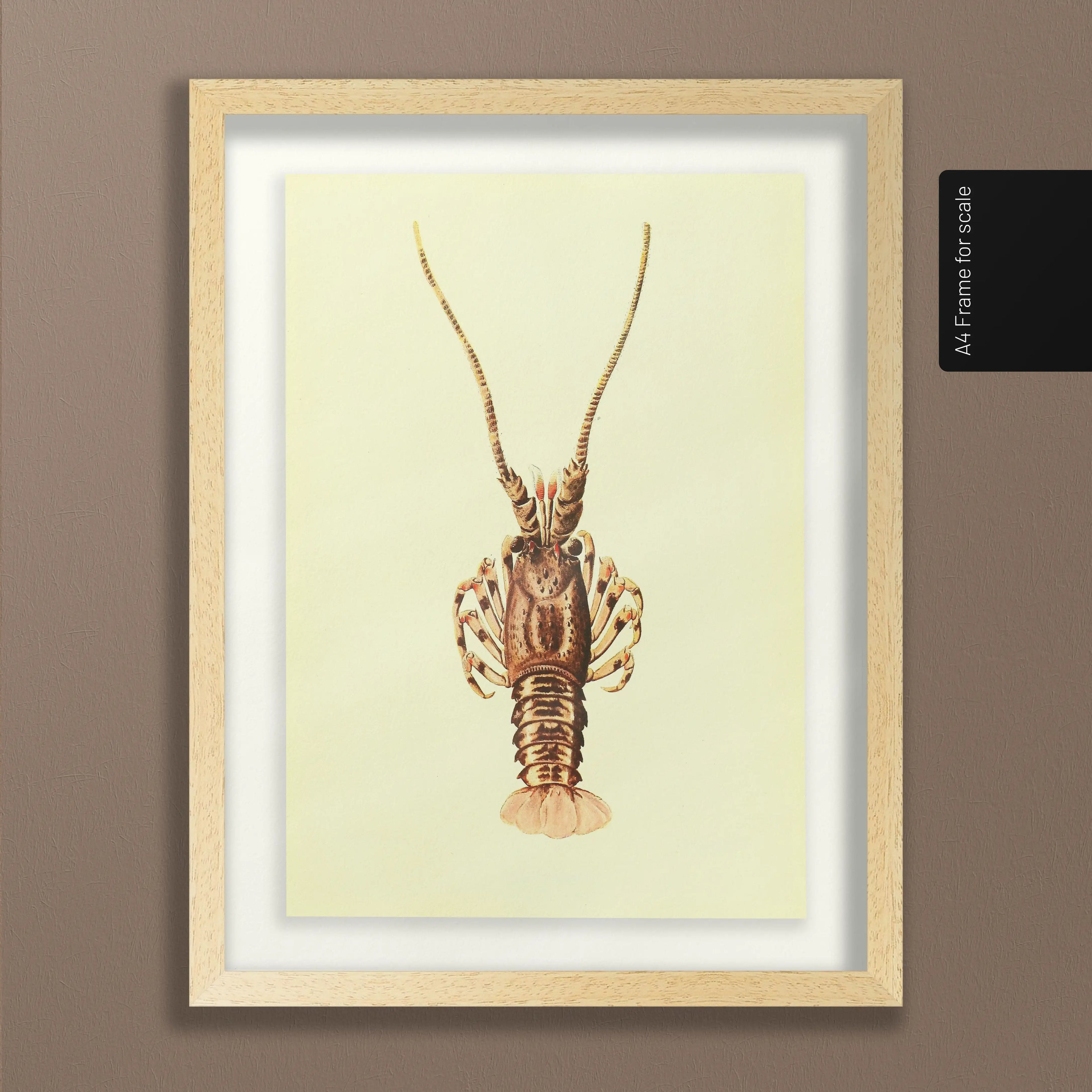 Natural History: Plate No. 18