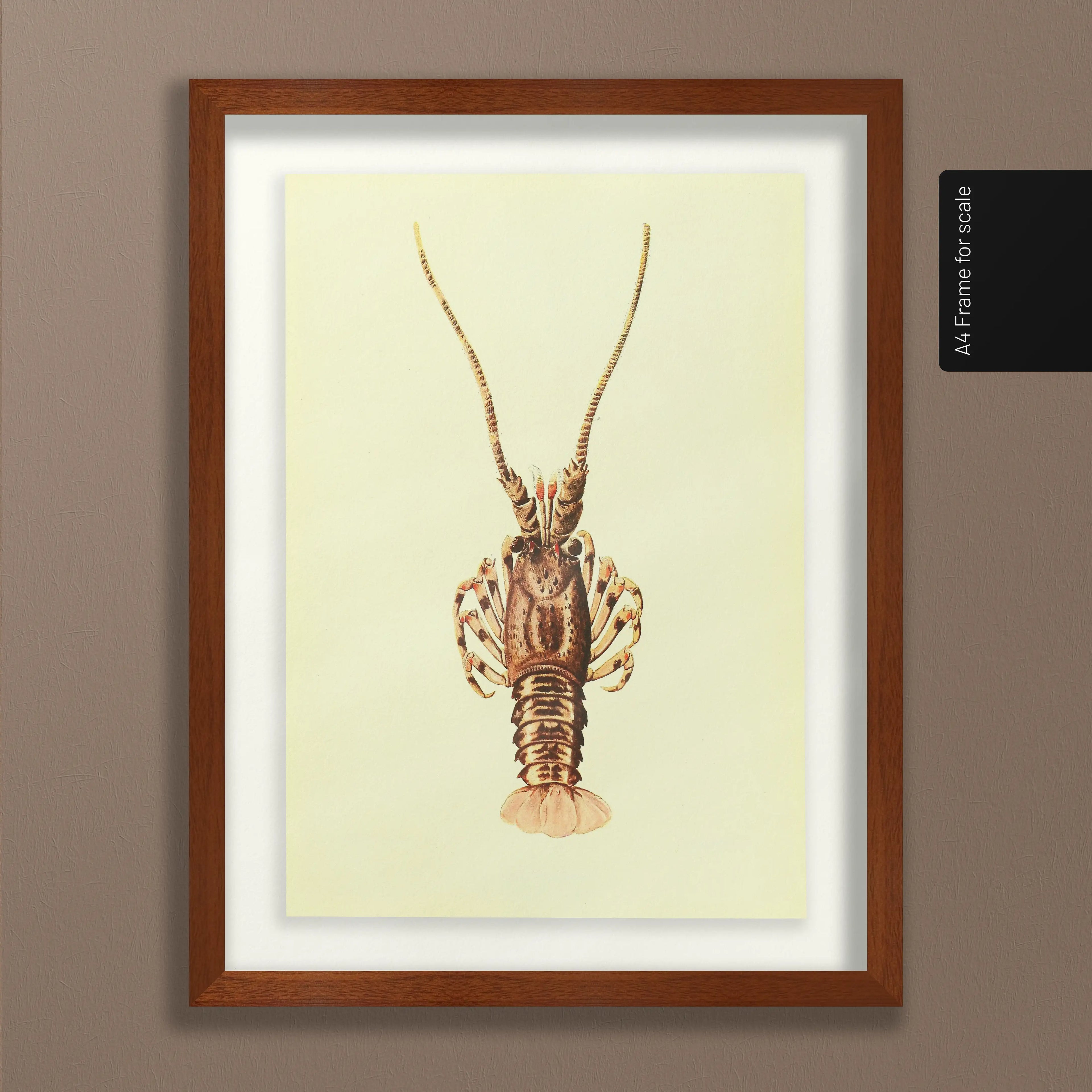 Natural History: Plate No. 18