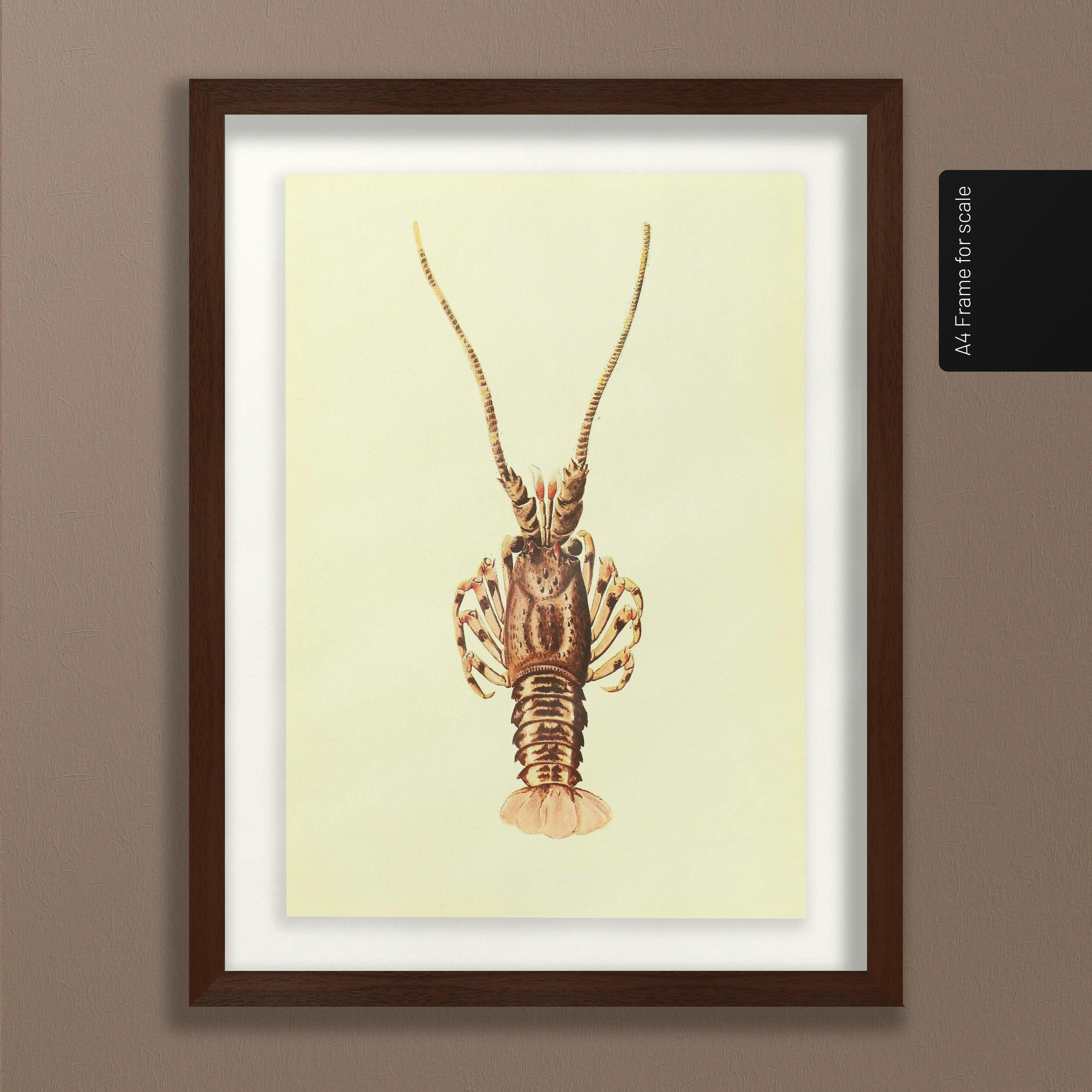 Natural History: Plate No. 18