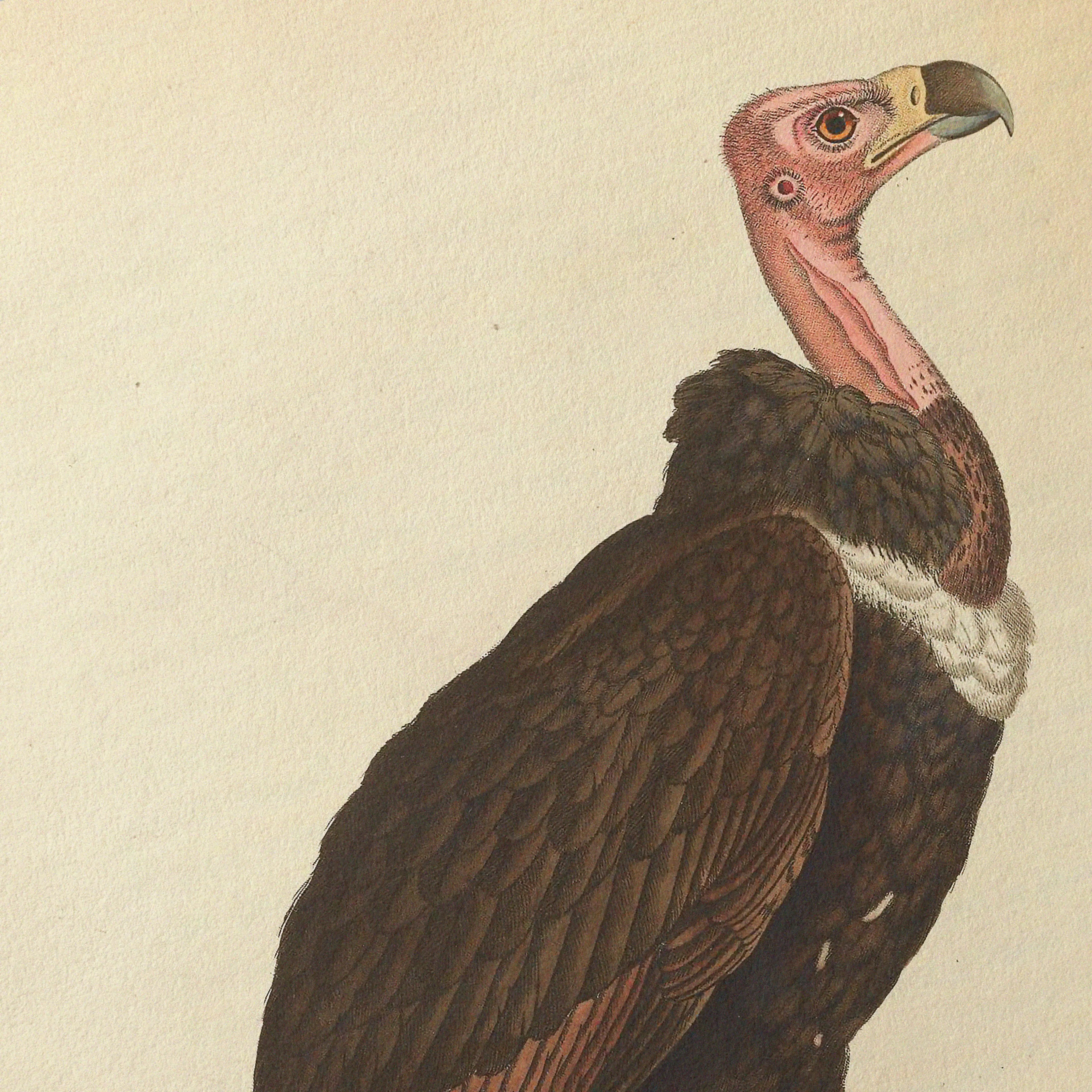 Natural History: Plate No. 19