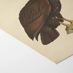 Natural History: Plate No. 19