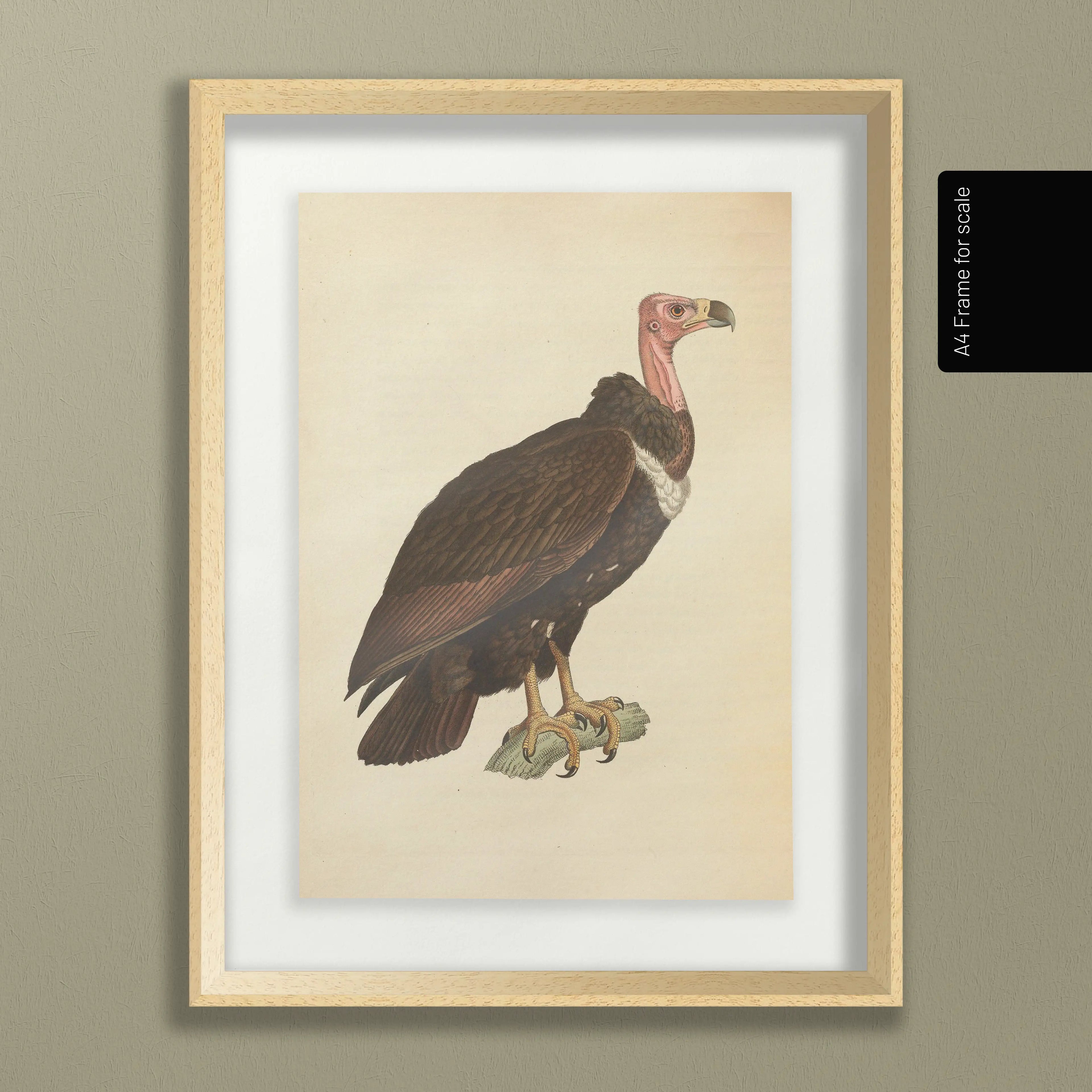 Natural History: Plate No. 19