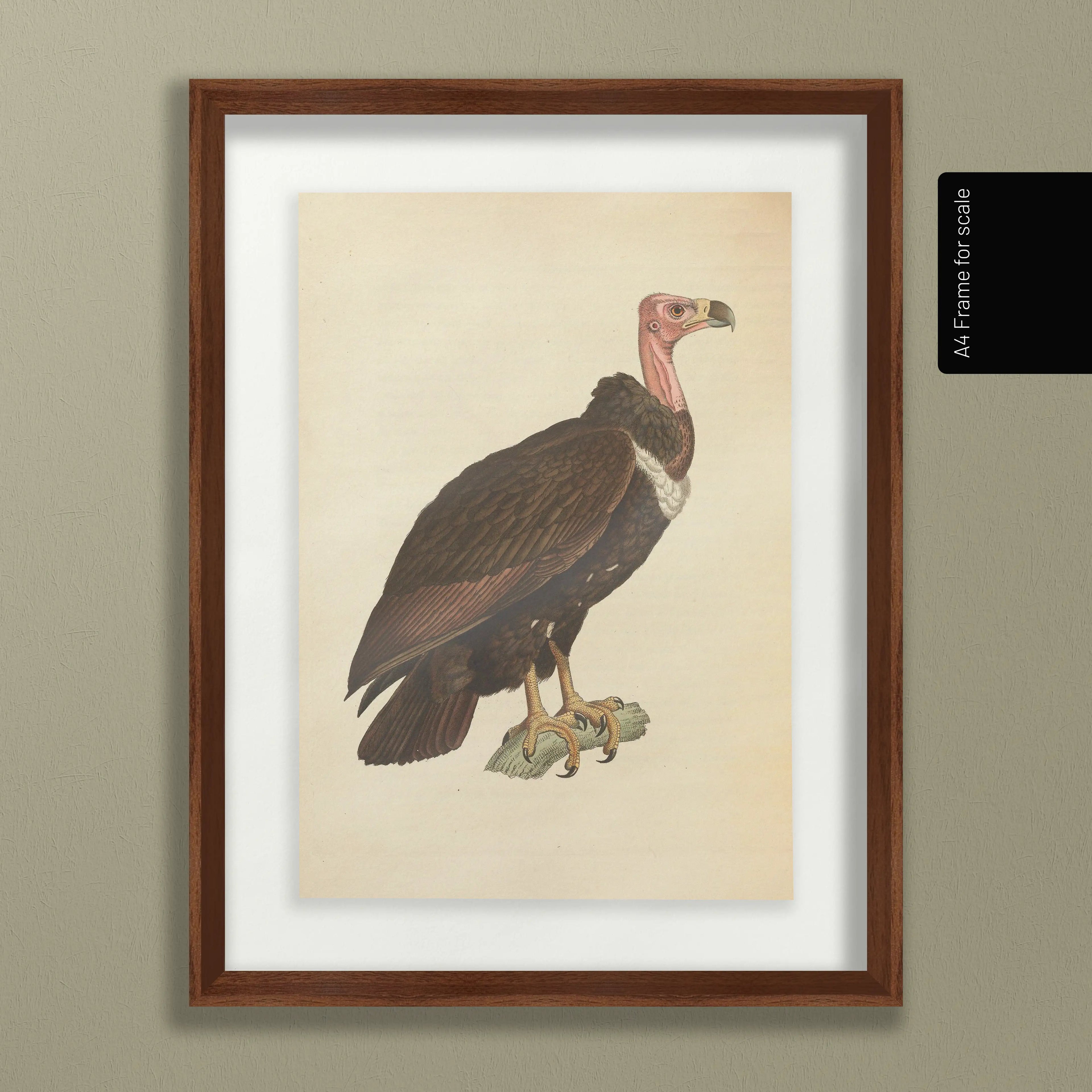 Natural History: Plate No. 19