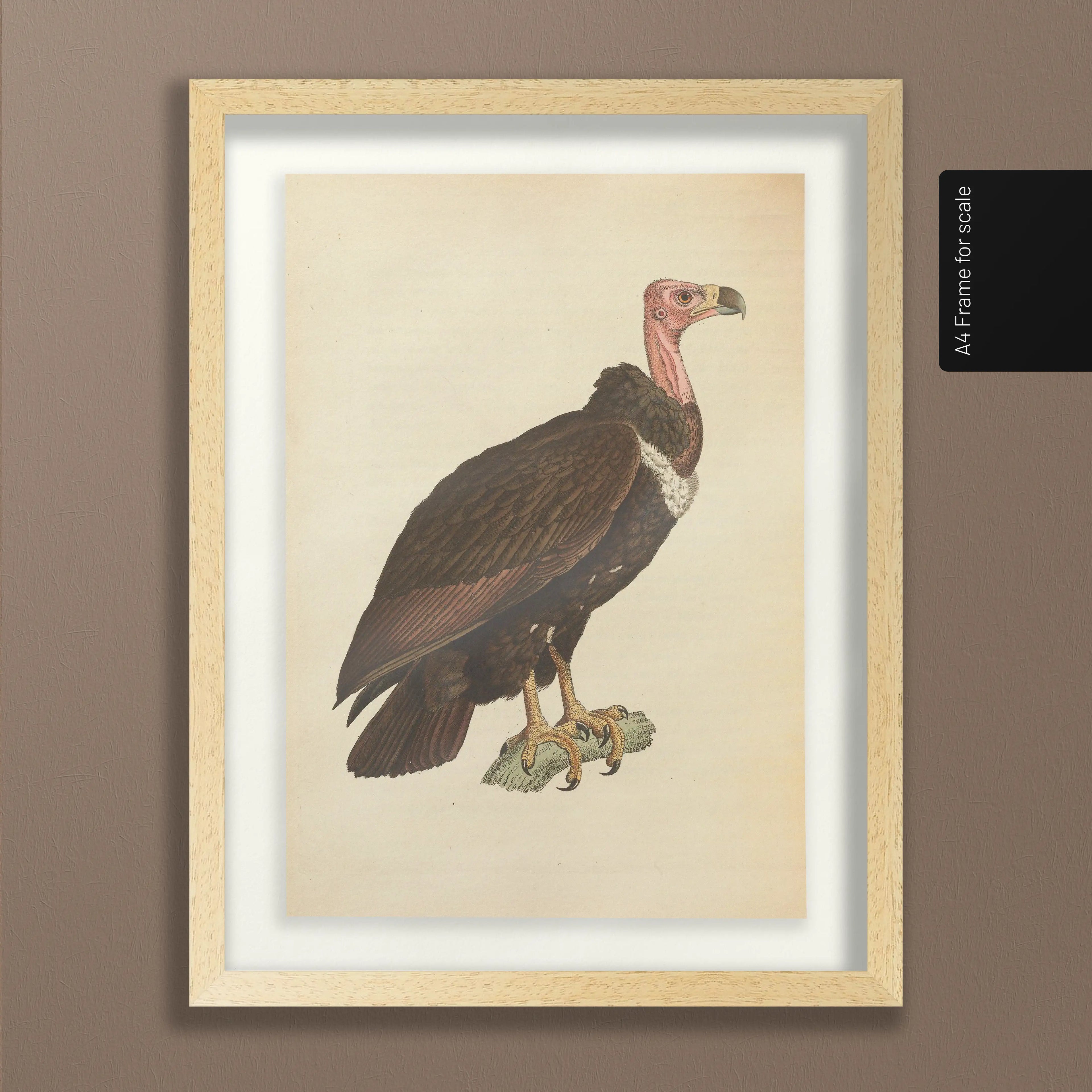 Natural History: Plate No. 19