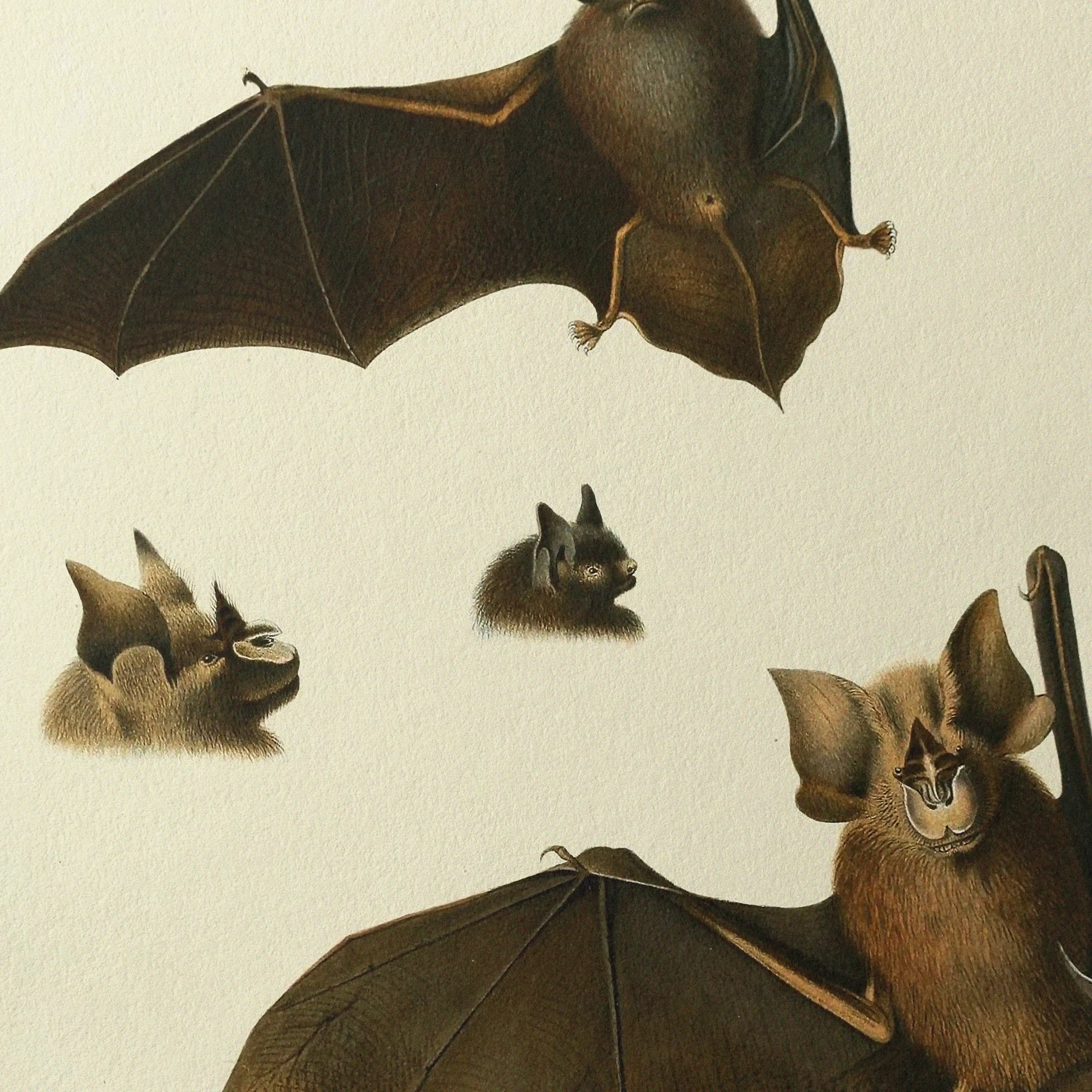 Natural History: Plate No. 20