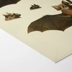 Natural History: Plate No. 20