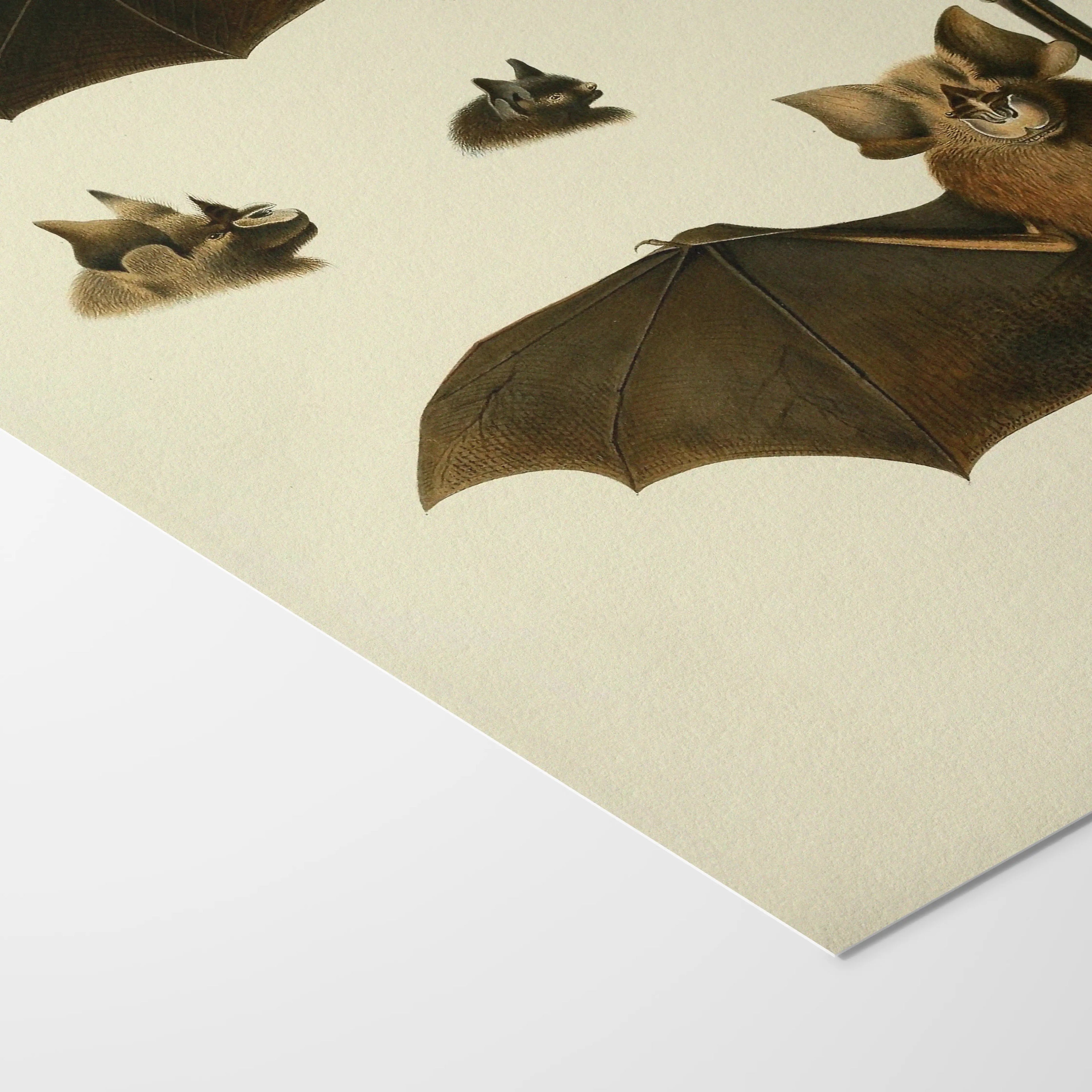 Natural History: Plate No. 20