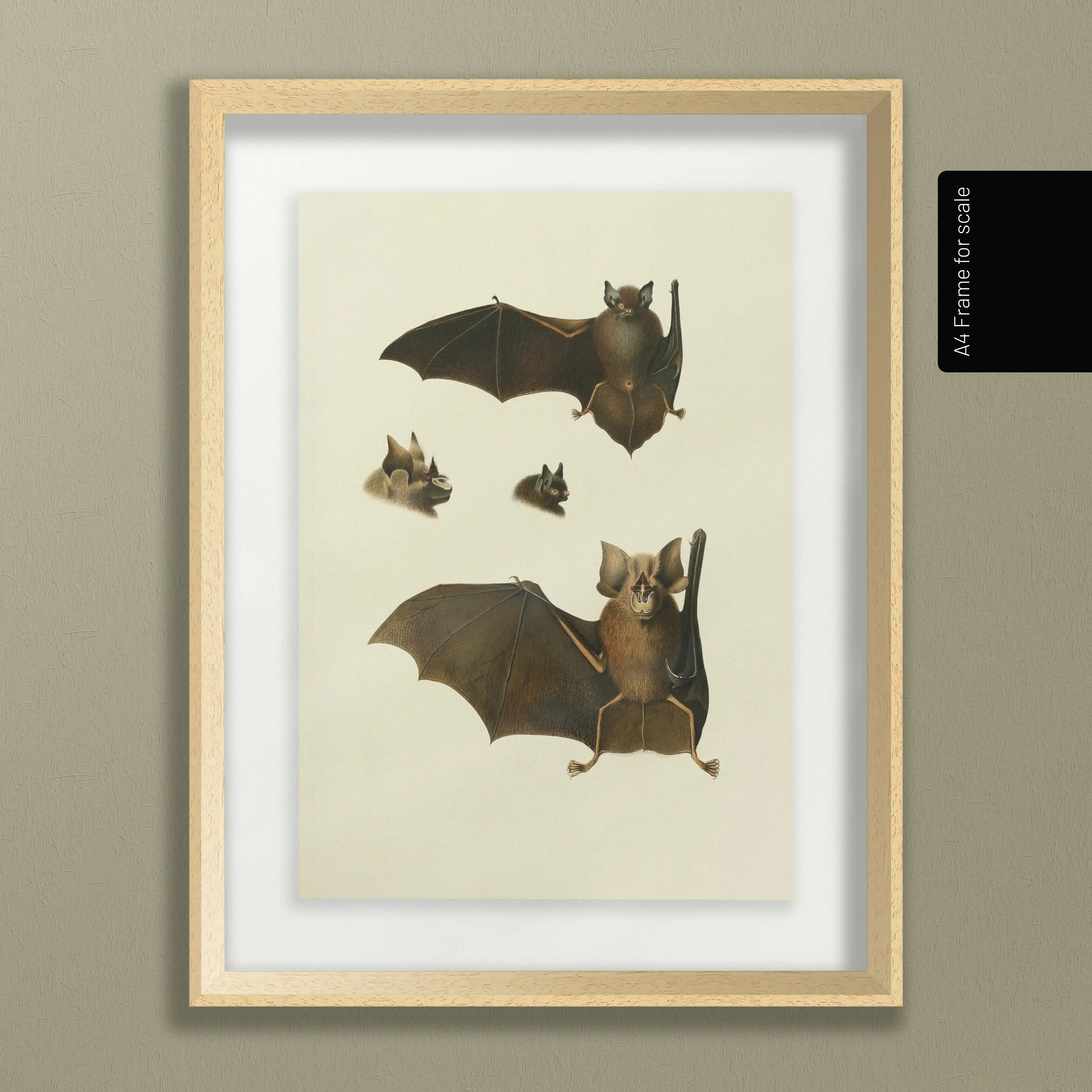 Natural History: Plate No. 20