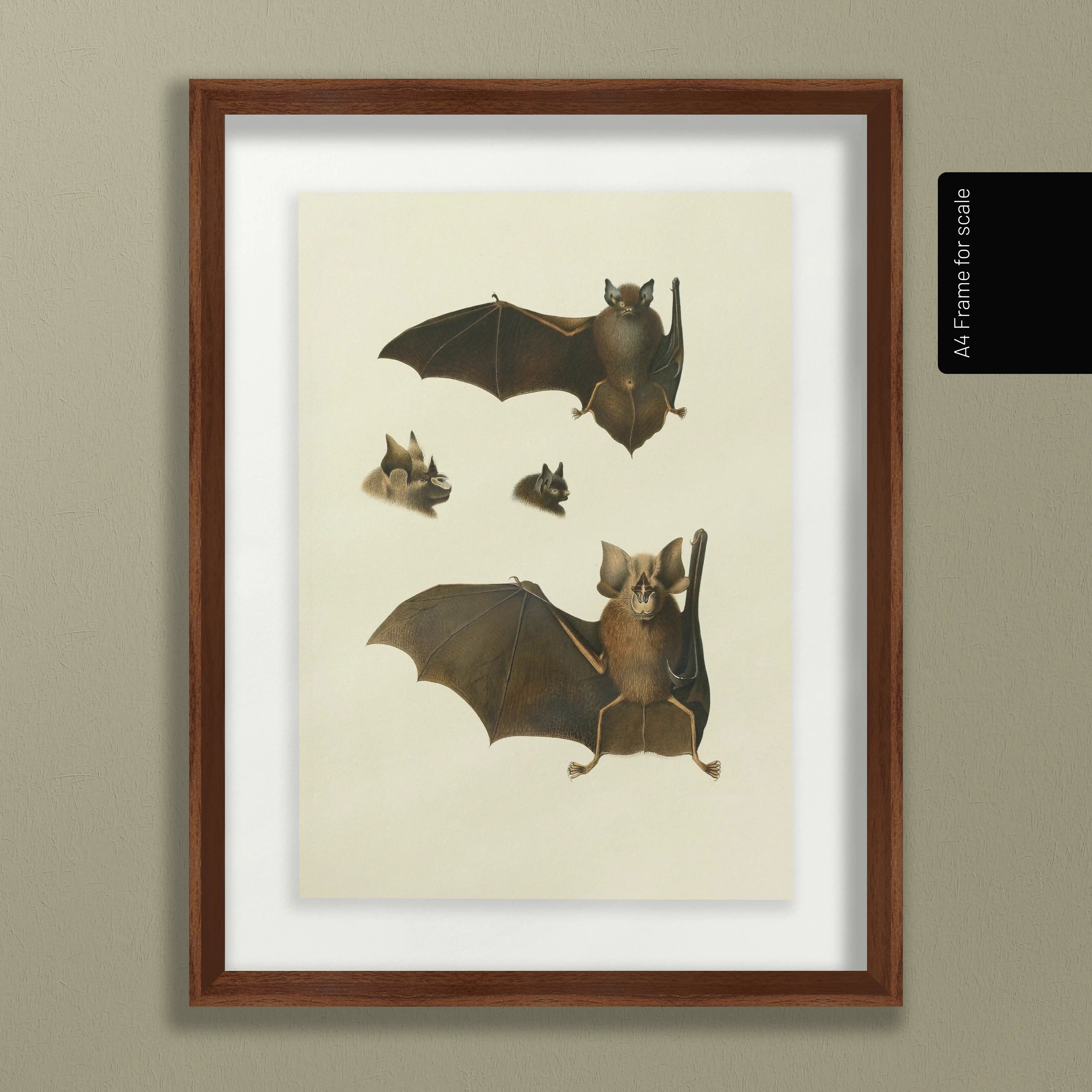 Natural History: Plate No. 20