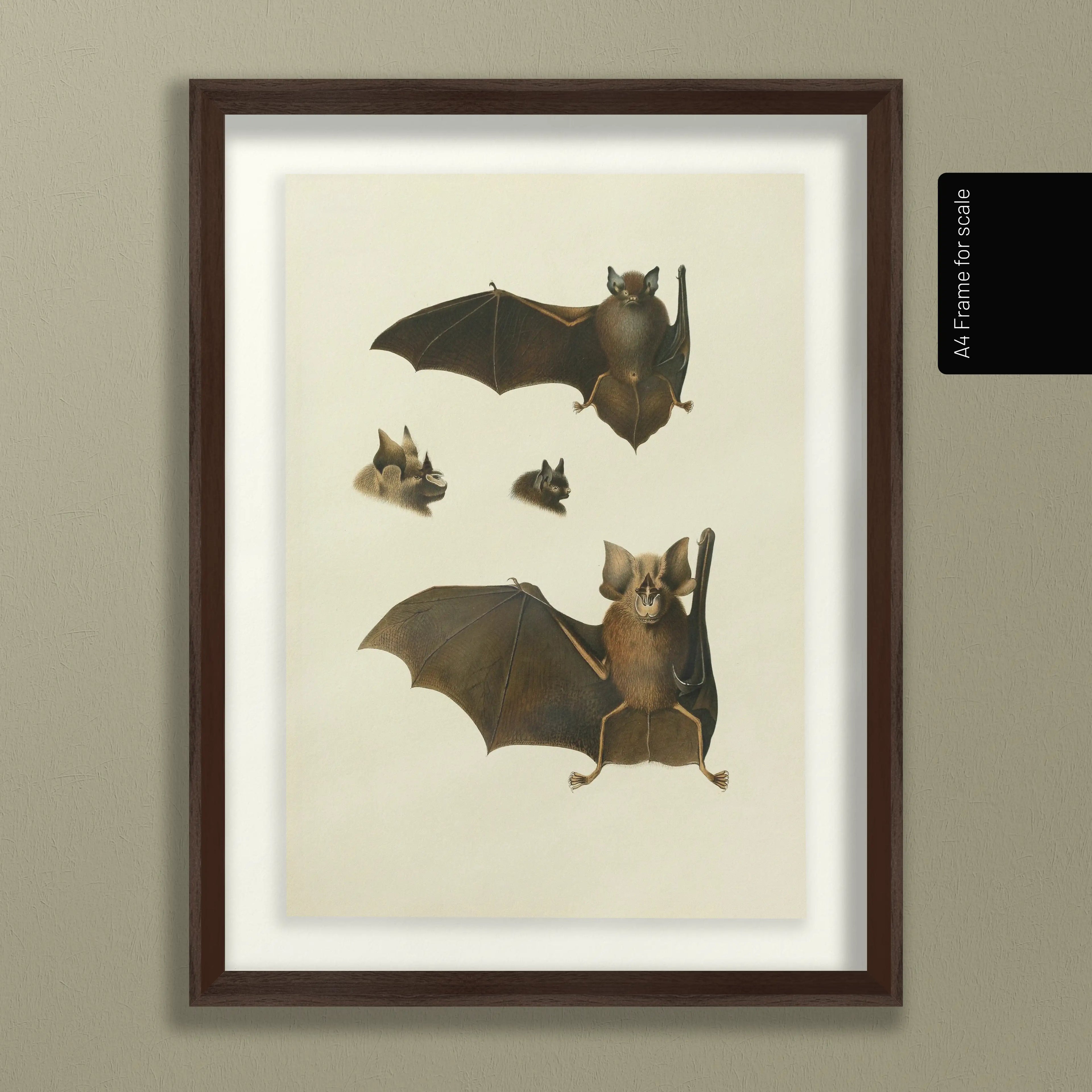 Natural History: Plate No. 20