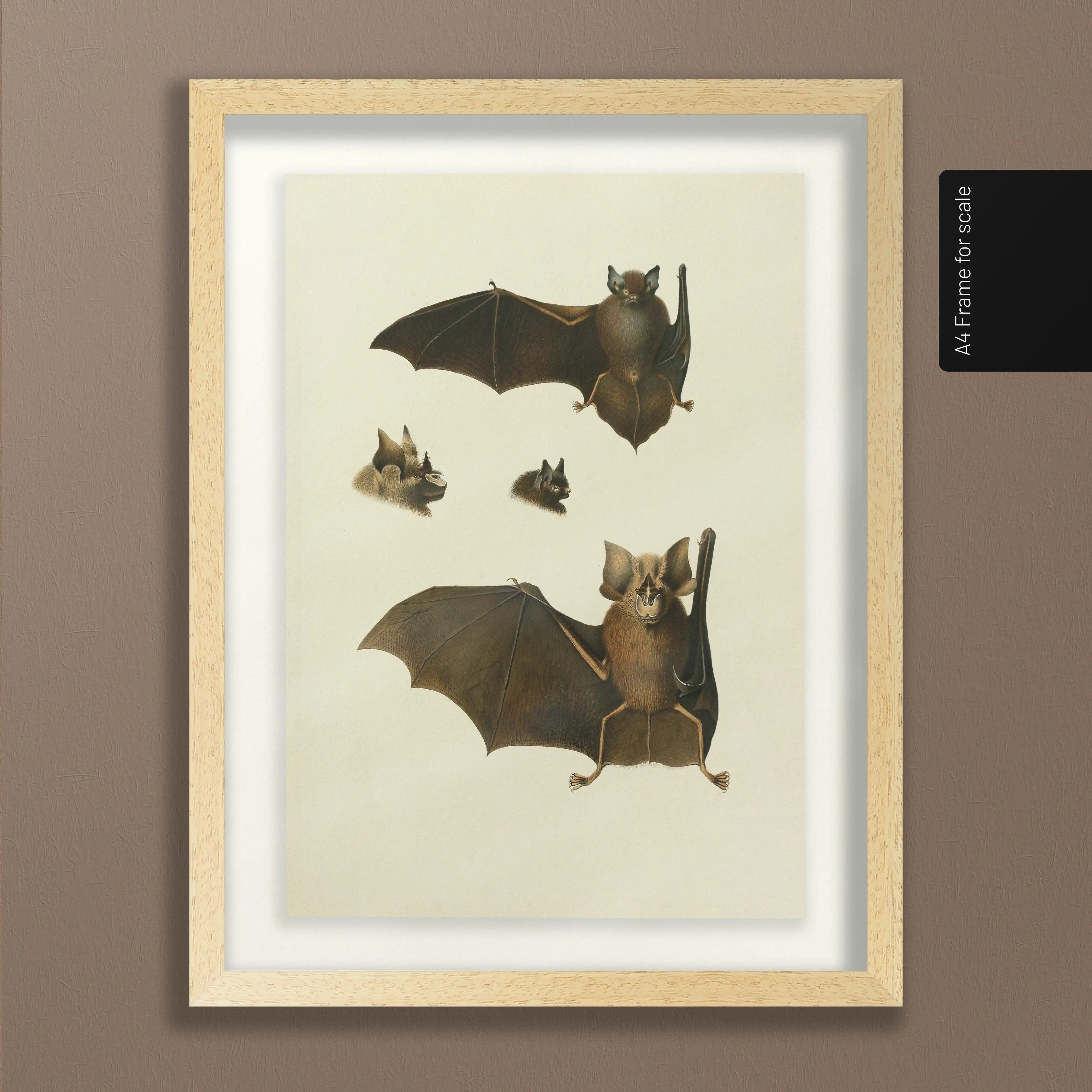 Natural History: Plate No. 20