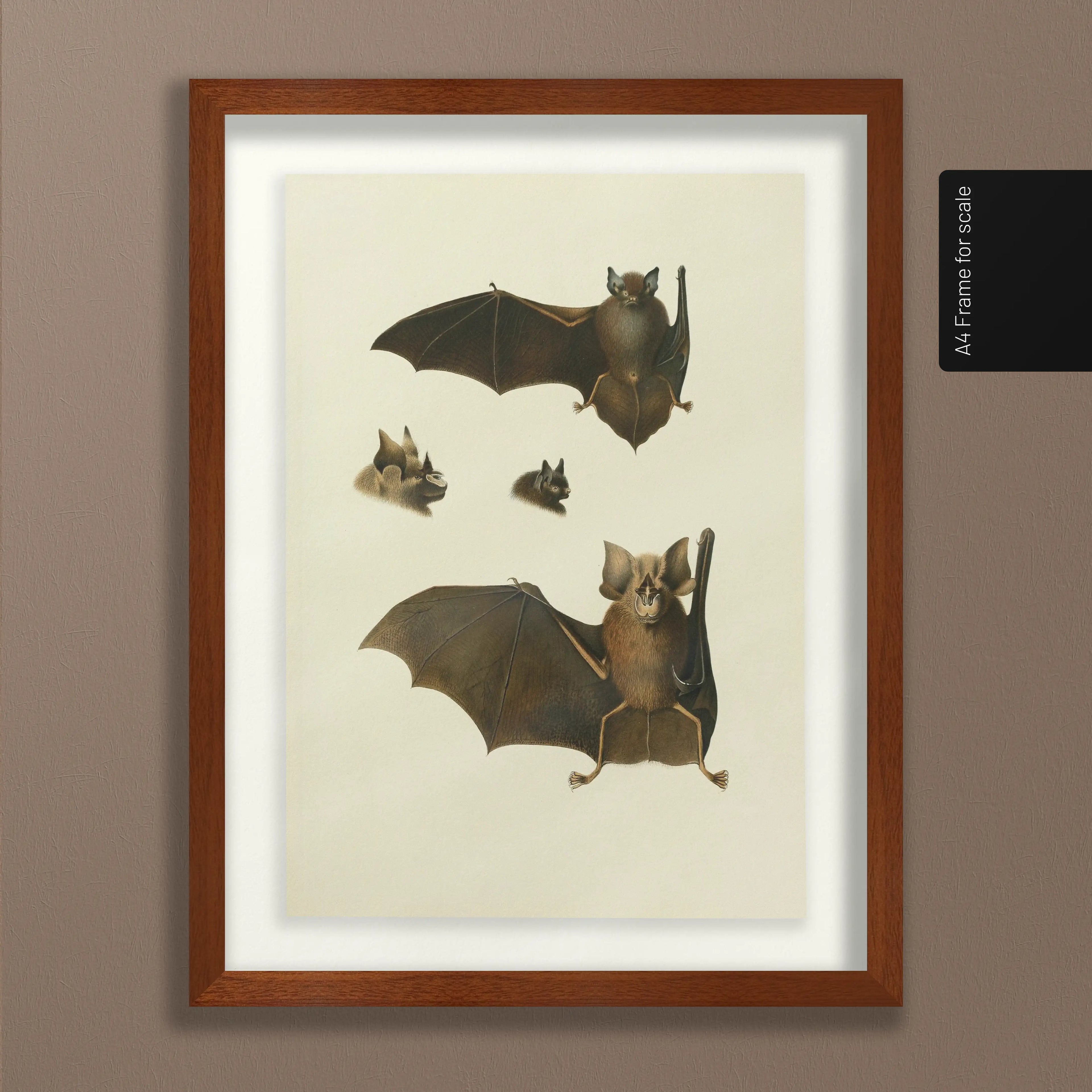 Natural History: Plate No. 20