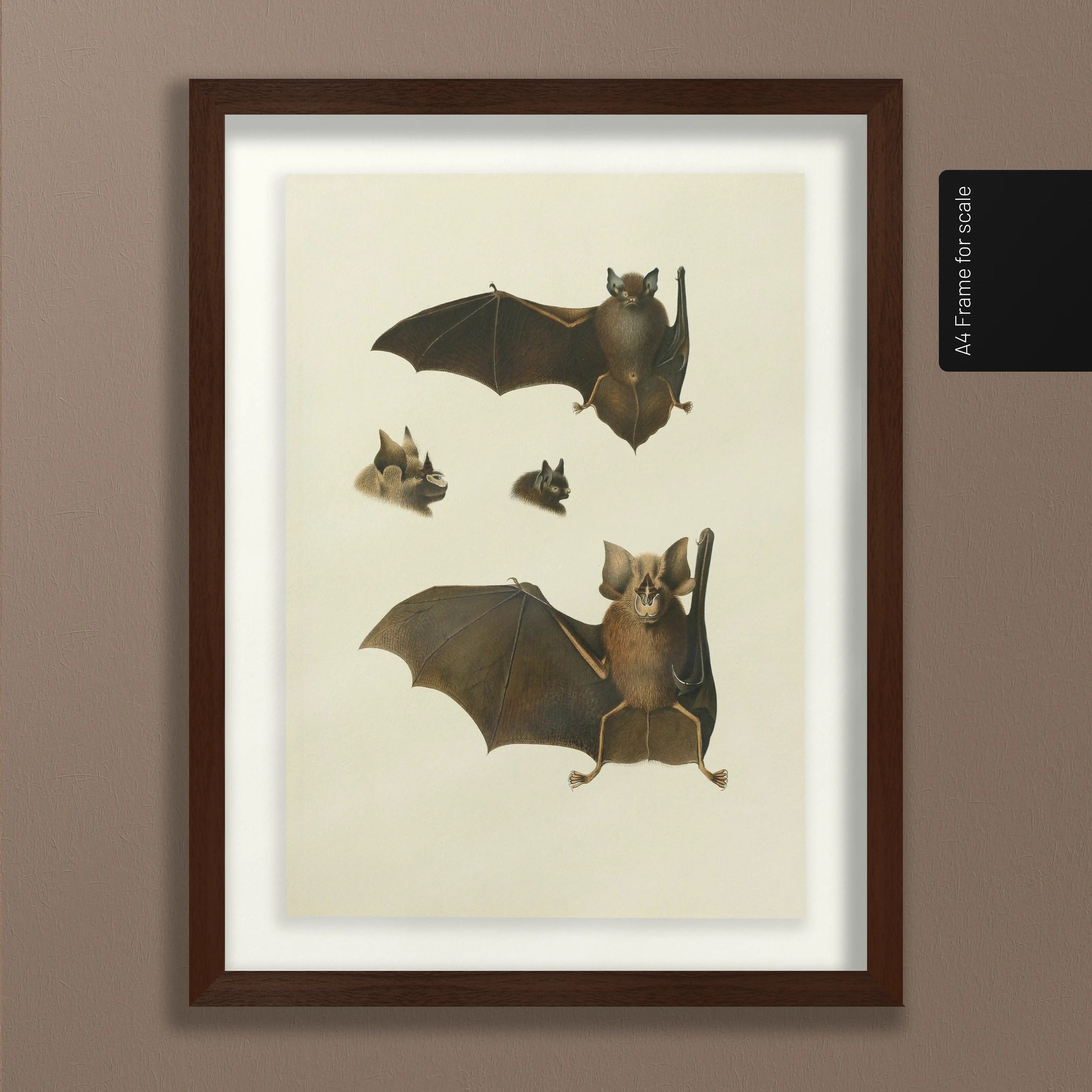 Natural History: Plate No. 20