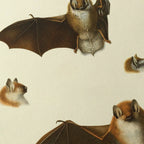 Natural History: Plate No. 21