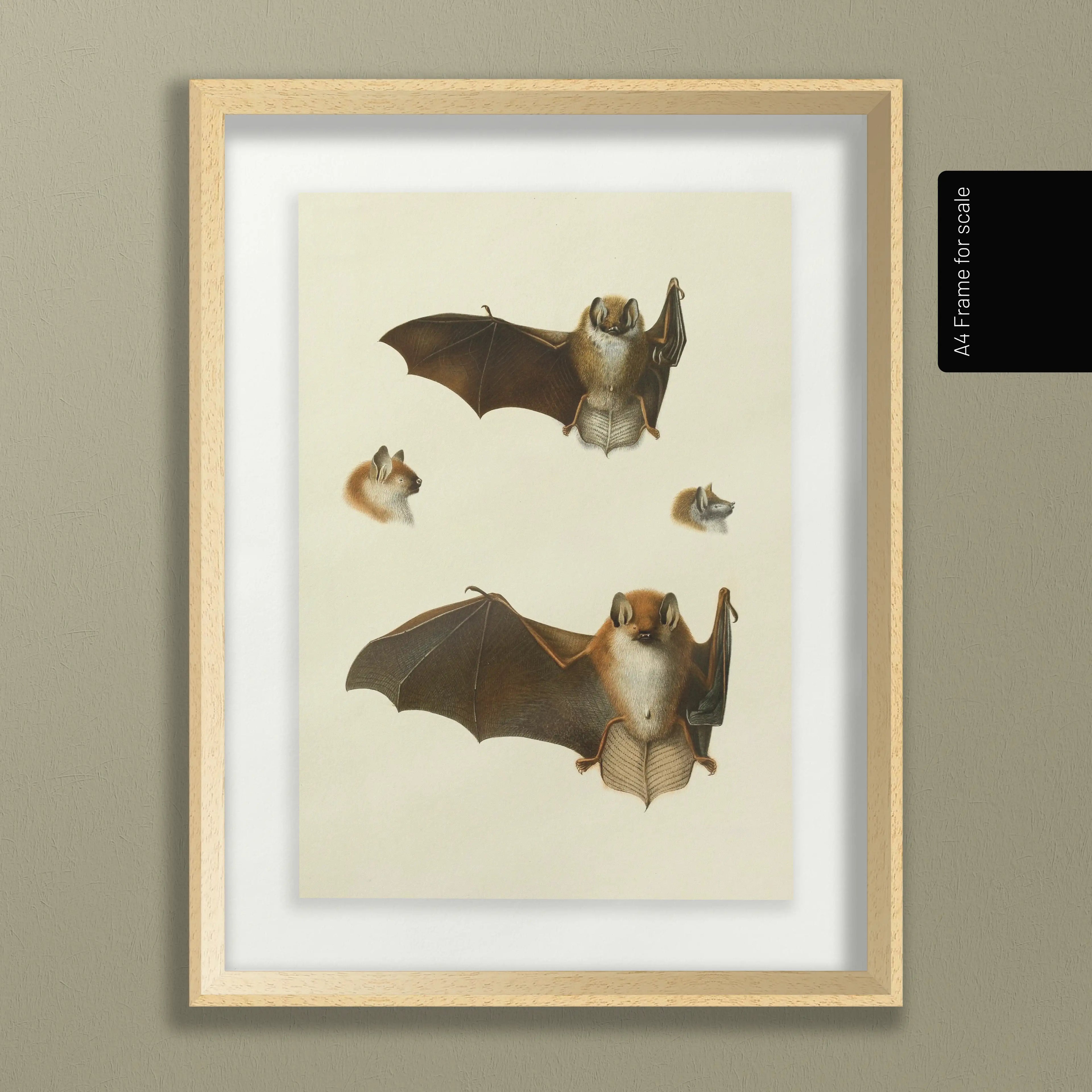 Natural History: Plate No. 21