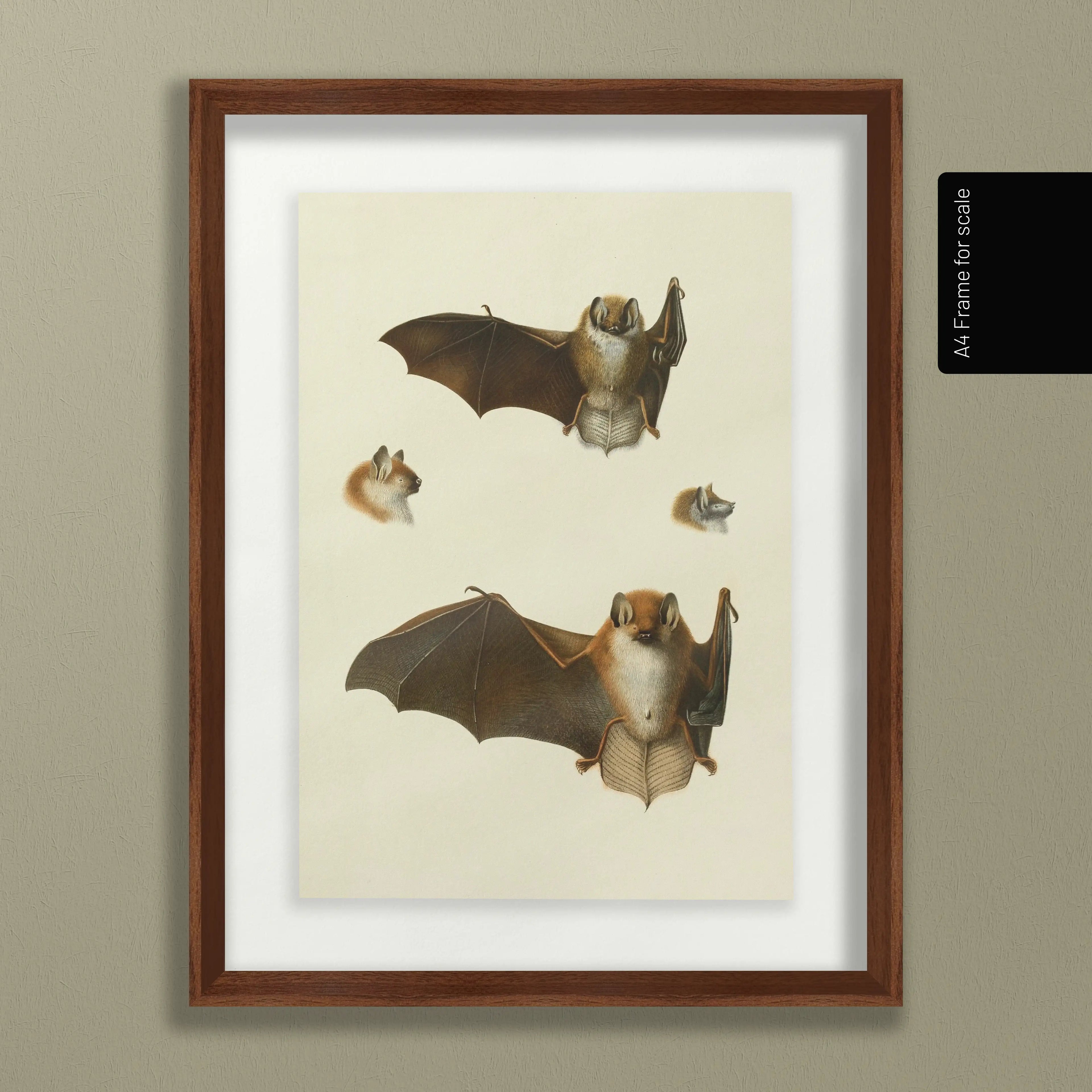 Natural History: Plate No. 21
