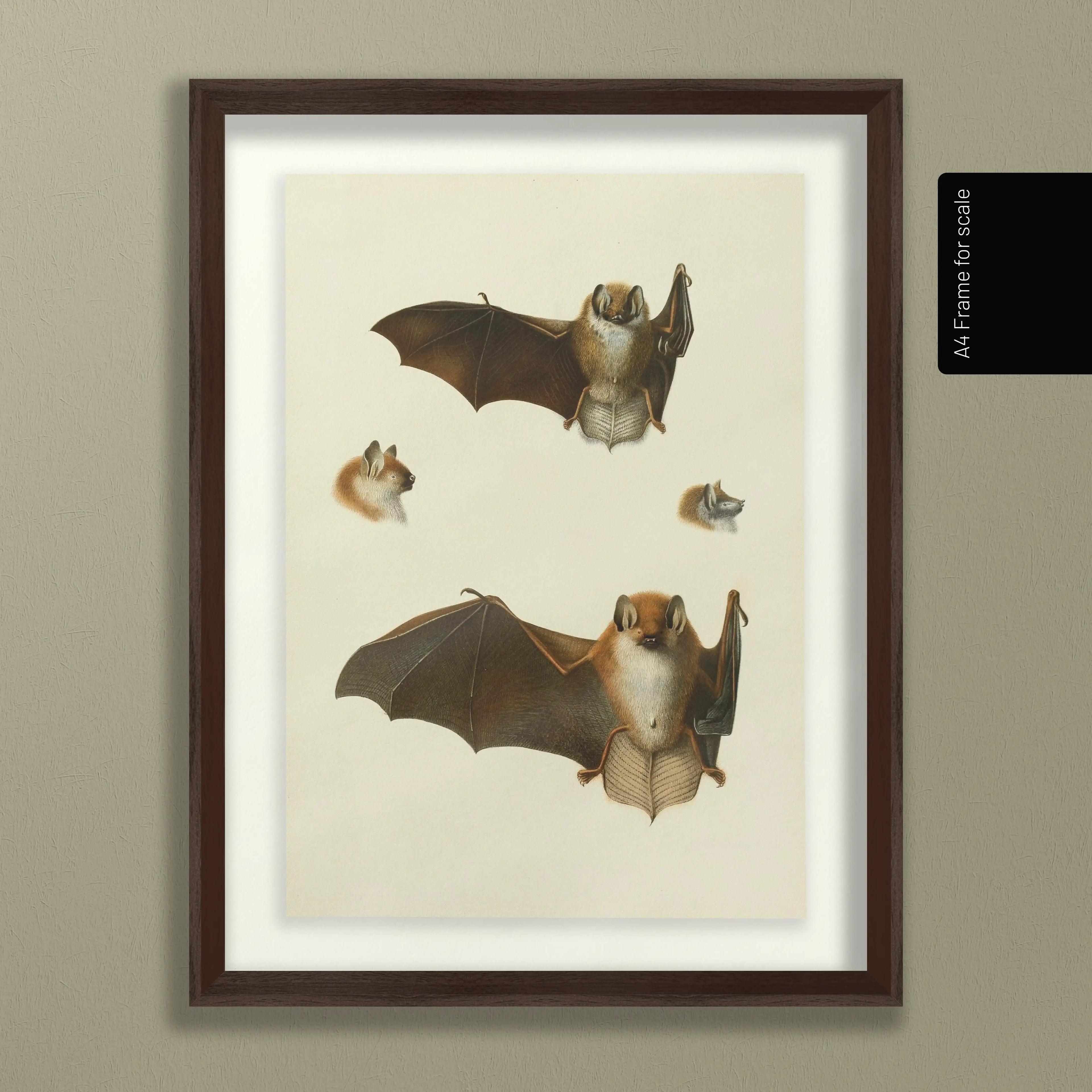 Natural History: Plate No. 21