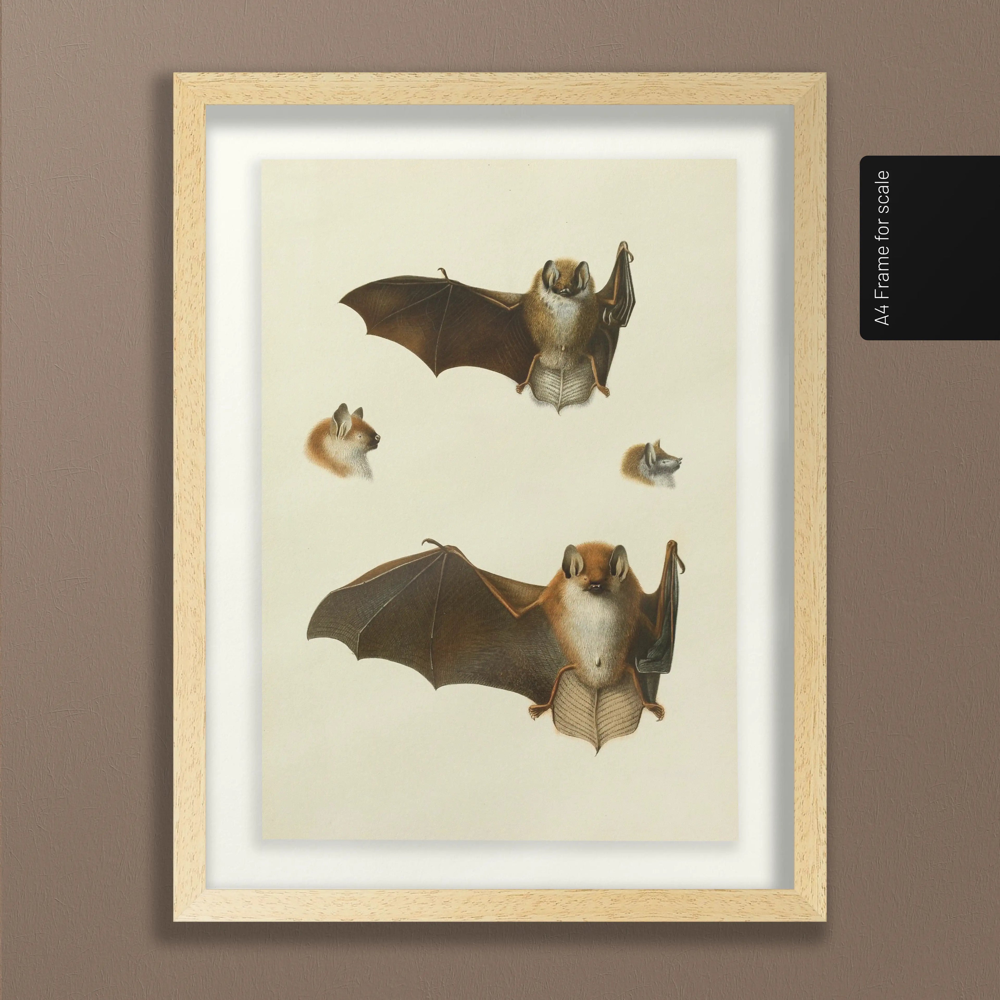Natural History: Plate No. 21