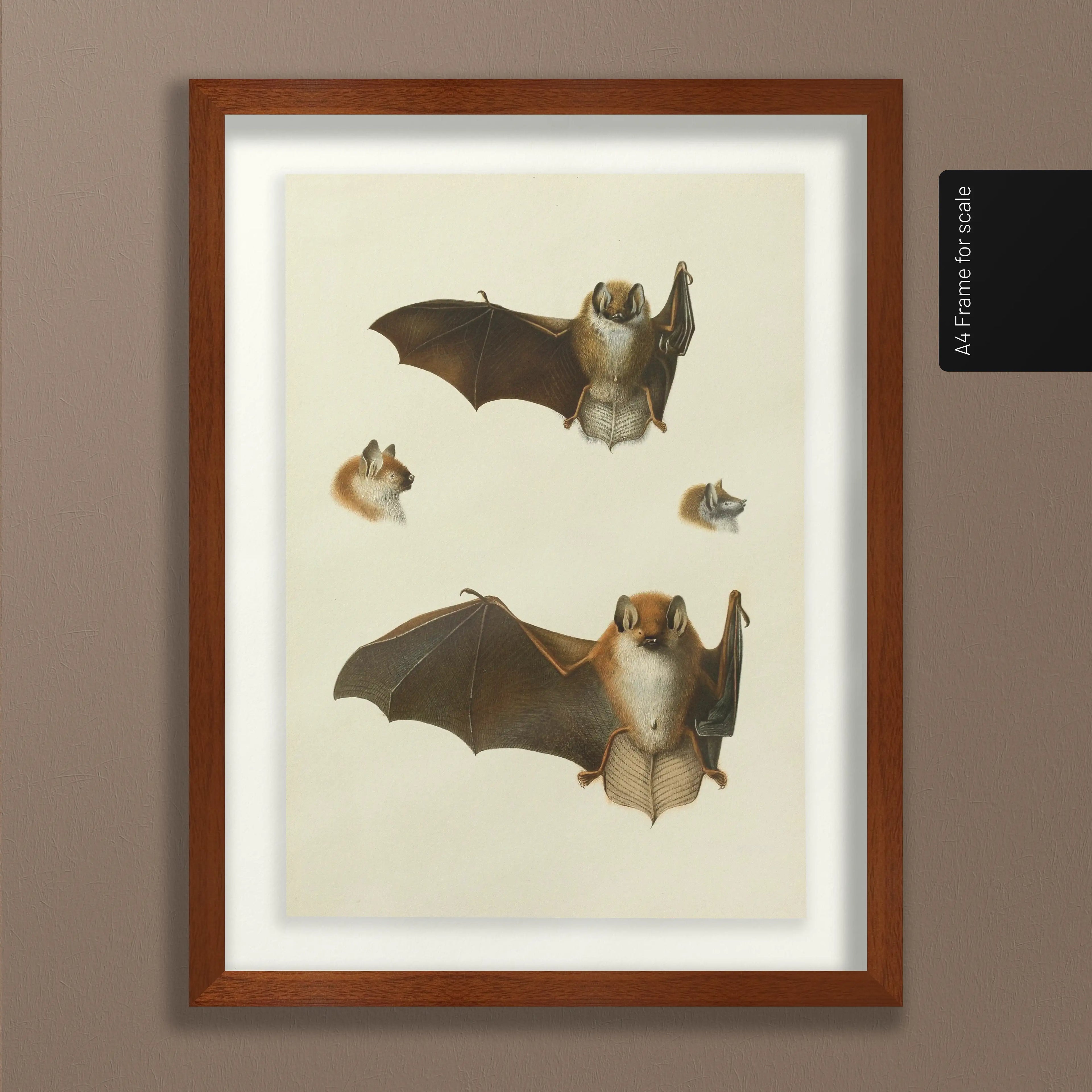 Natural History: Plate No. 21