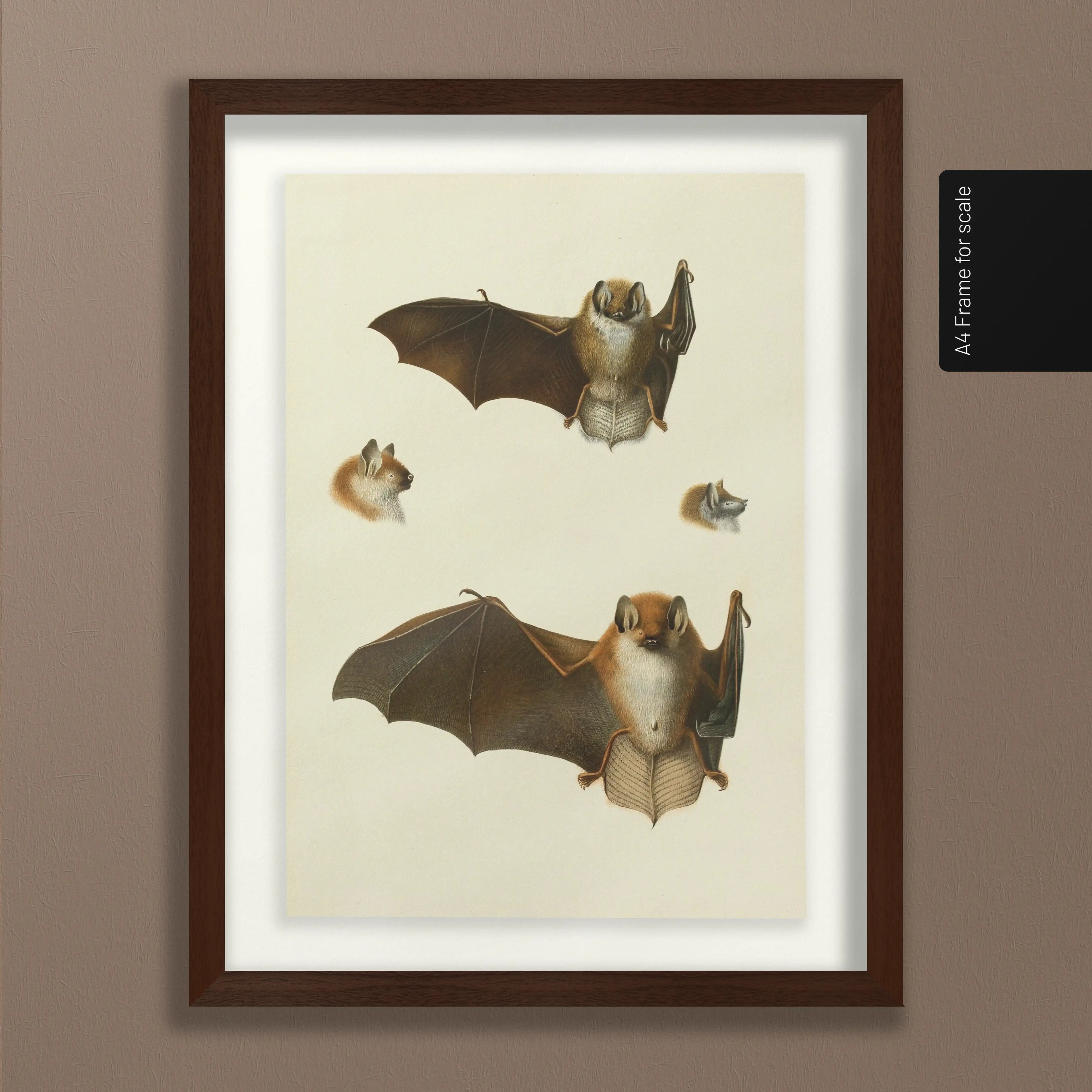 Natural History: Plate No. 21