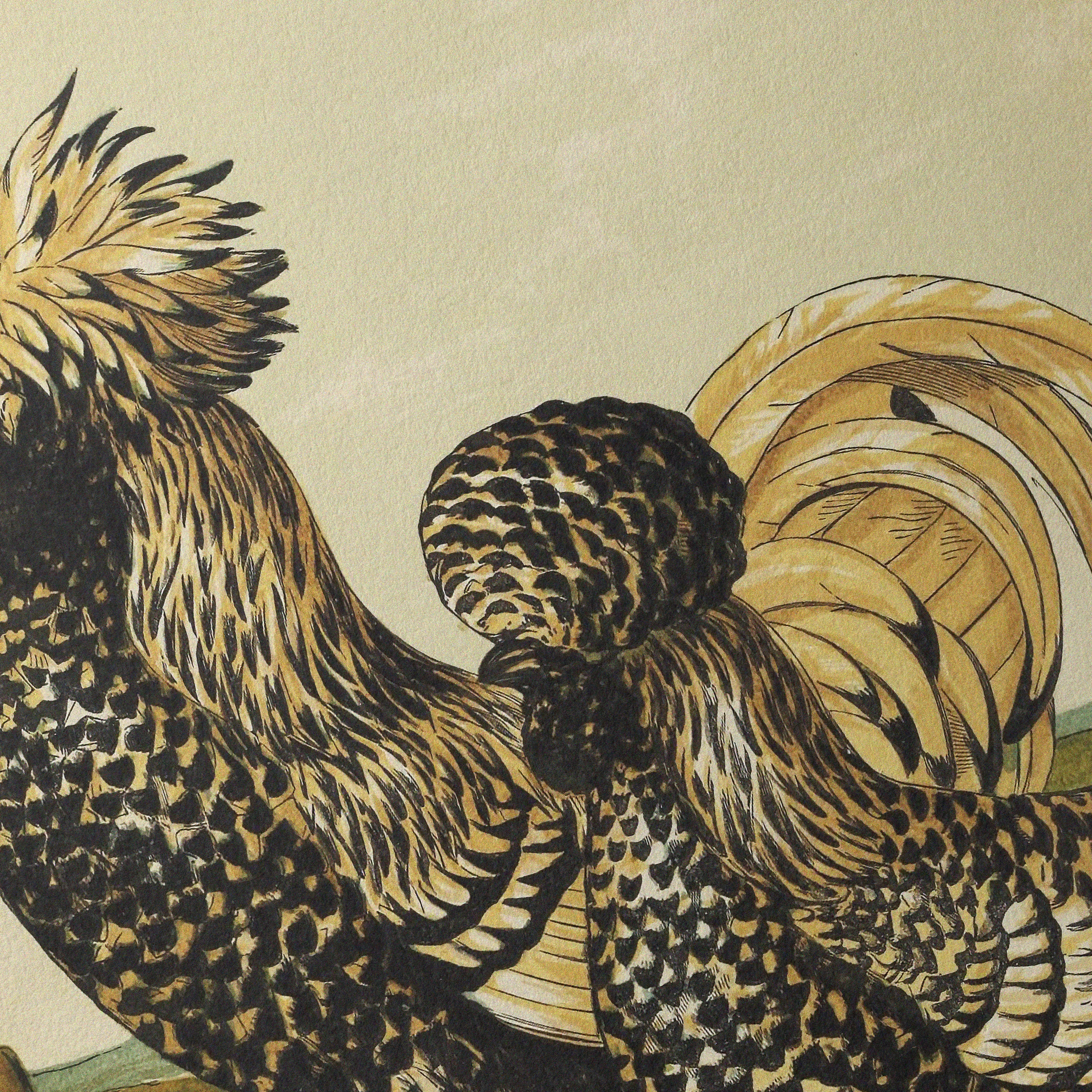 Natural History: Plate No. 22