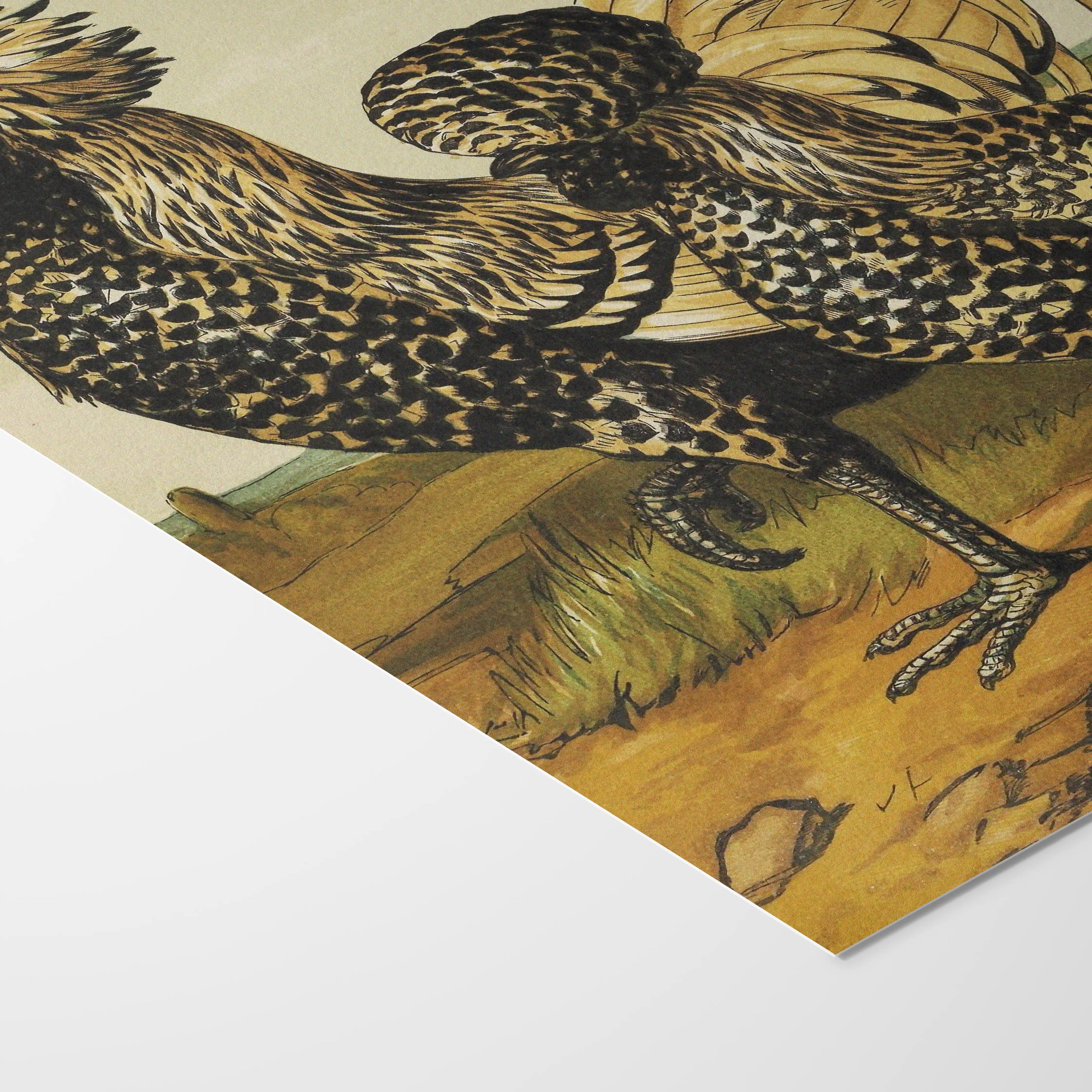 Natural History: Plate No. 22