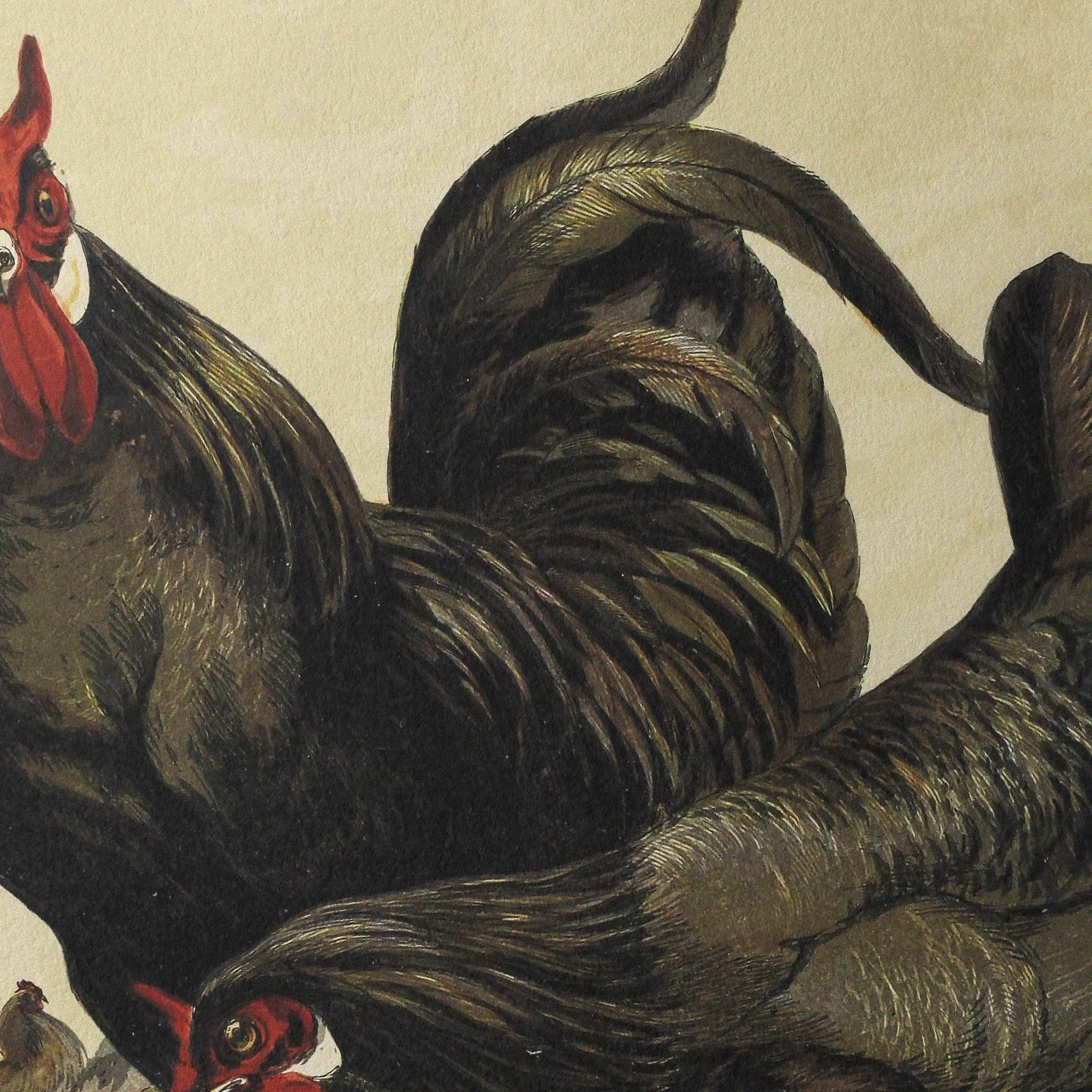 Natural History: Plate No. 23