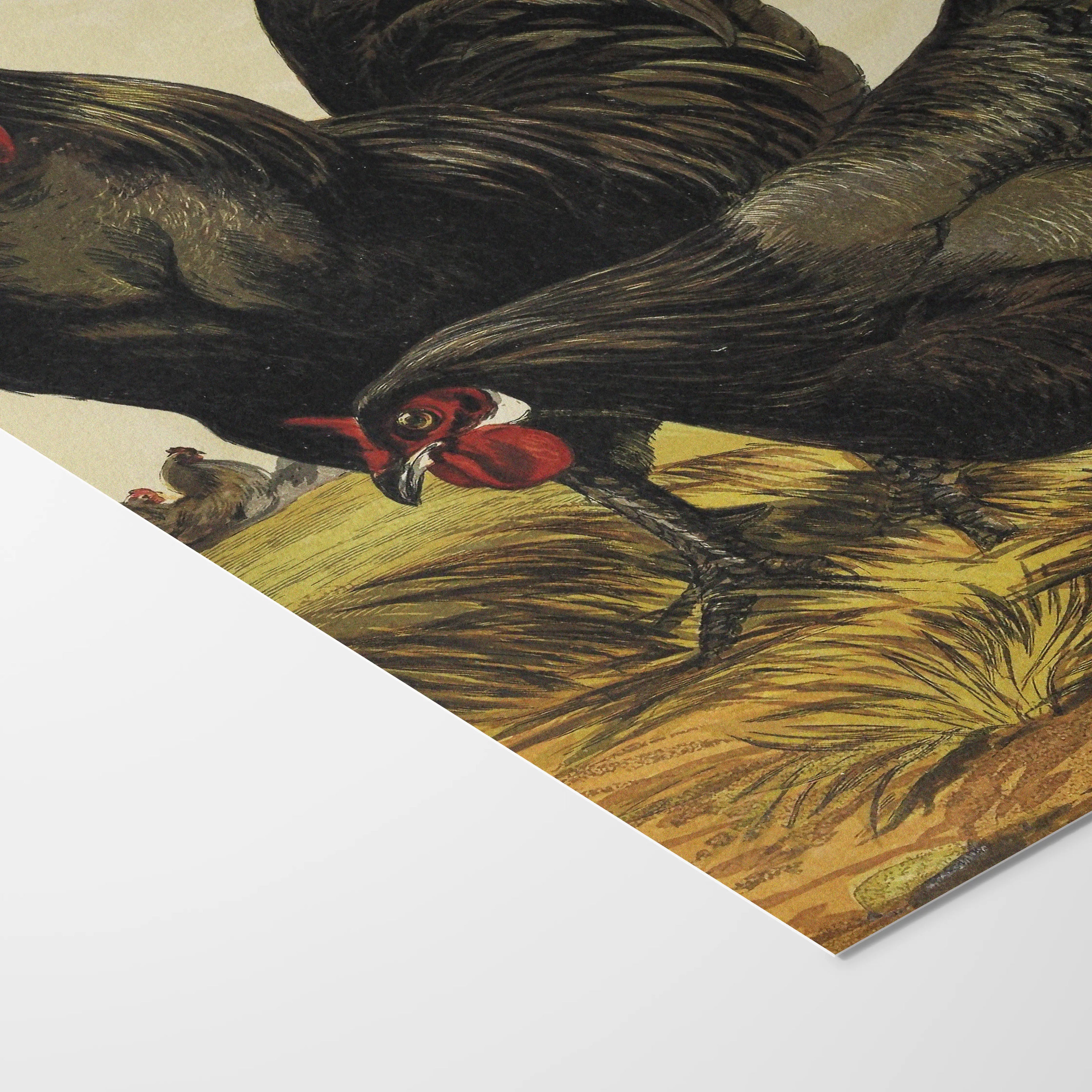 Natural History: Plate No. 23