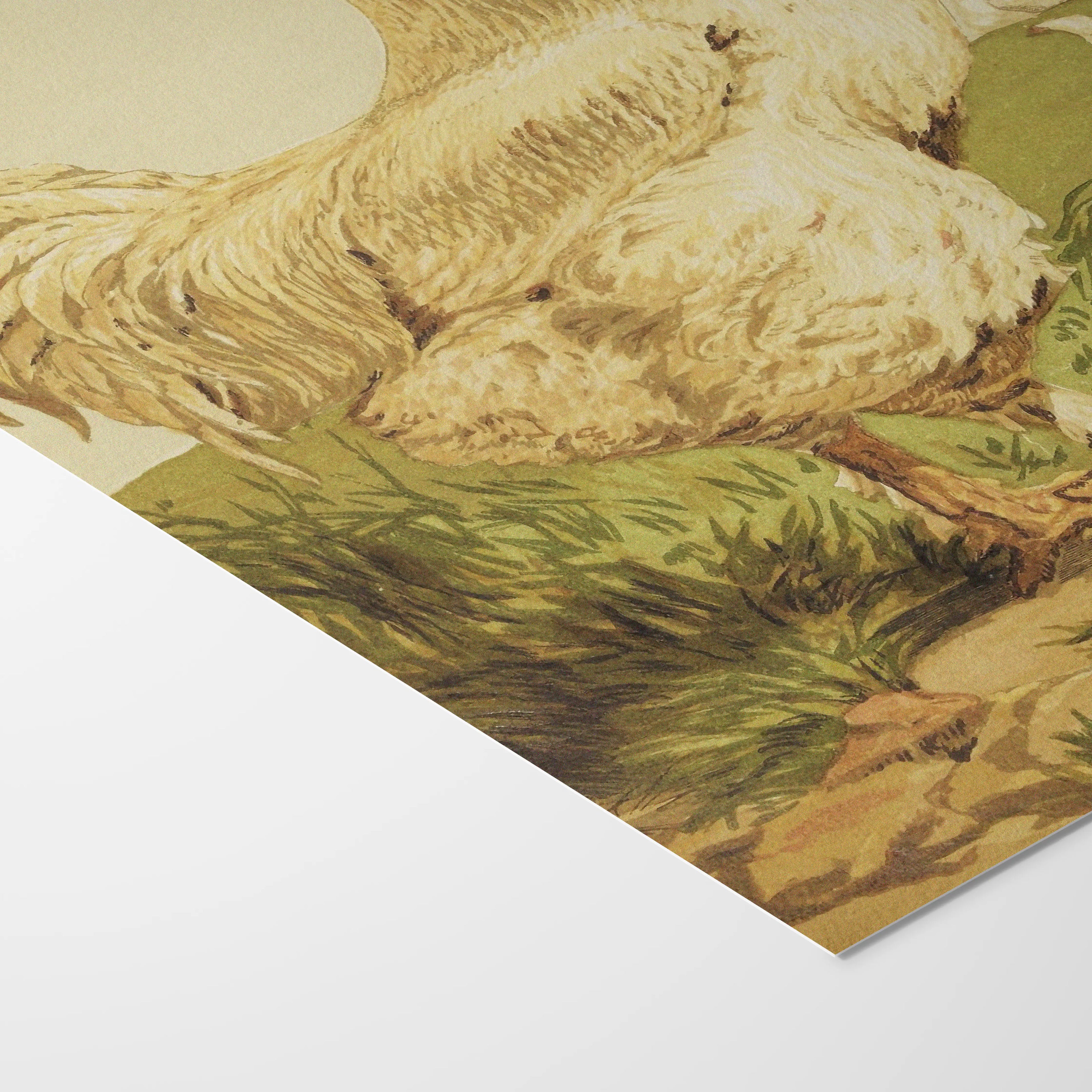 Natural History: Plate No. 24