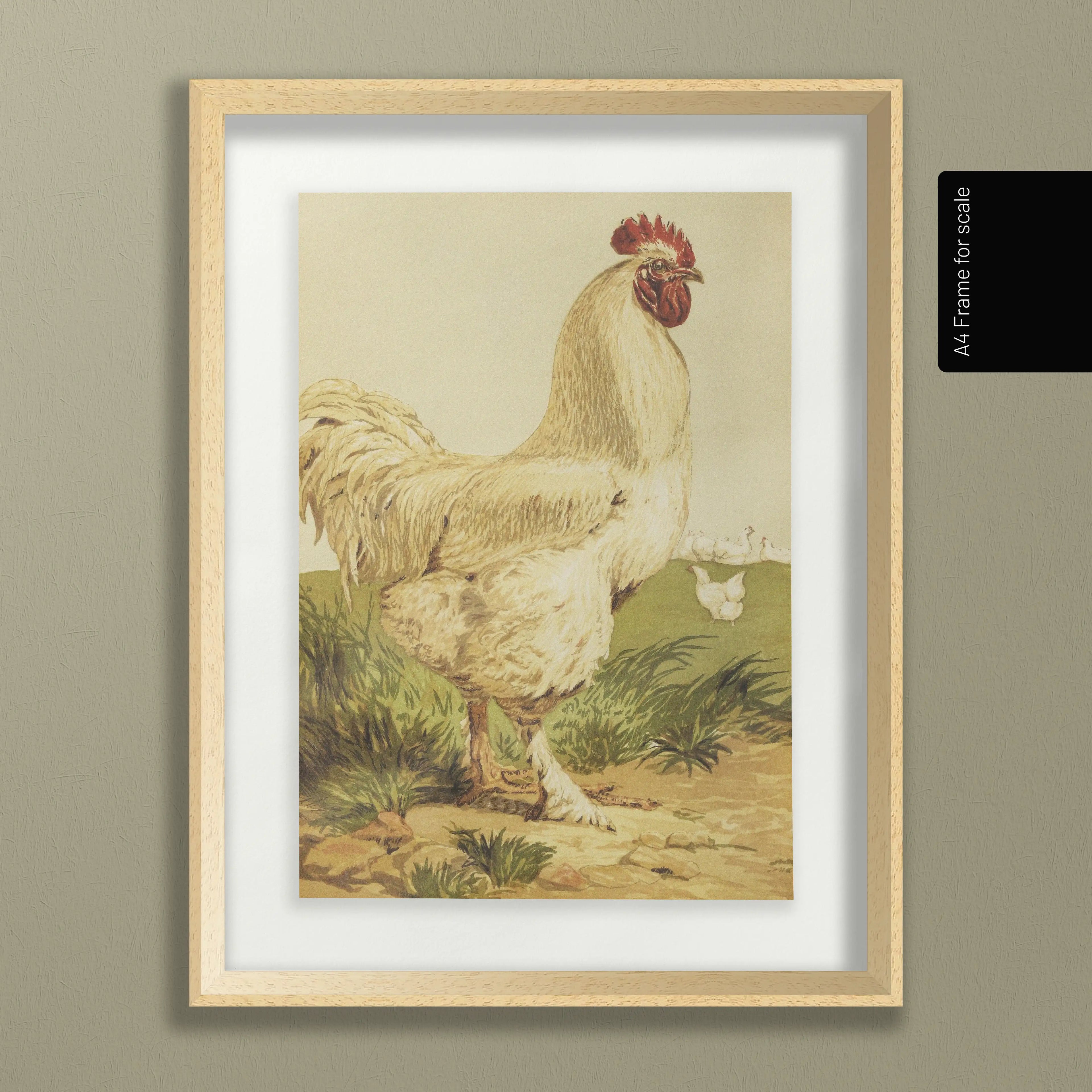 Natural History: Plate No. 24