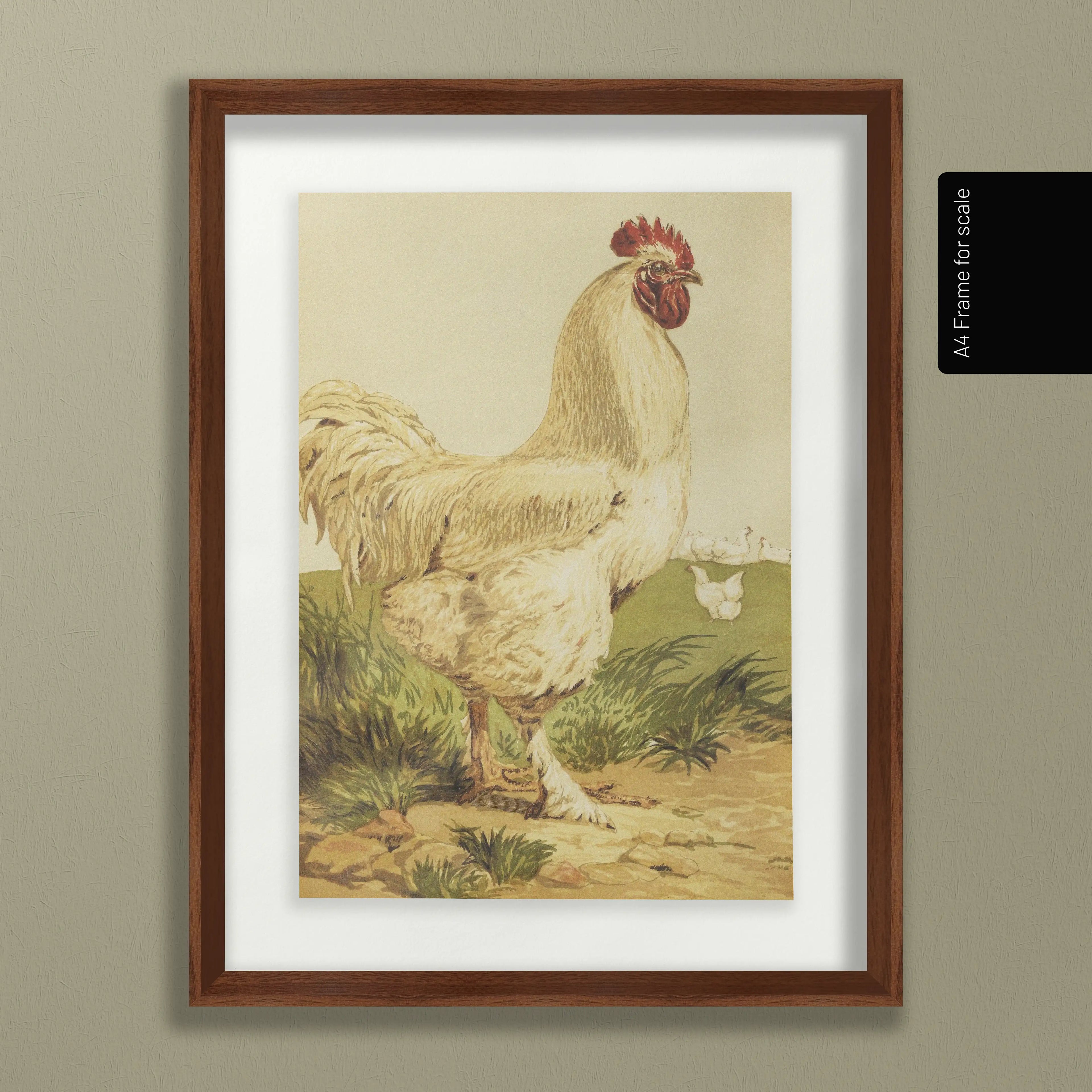 Natural History: Plate No. 24