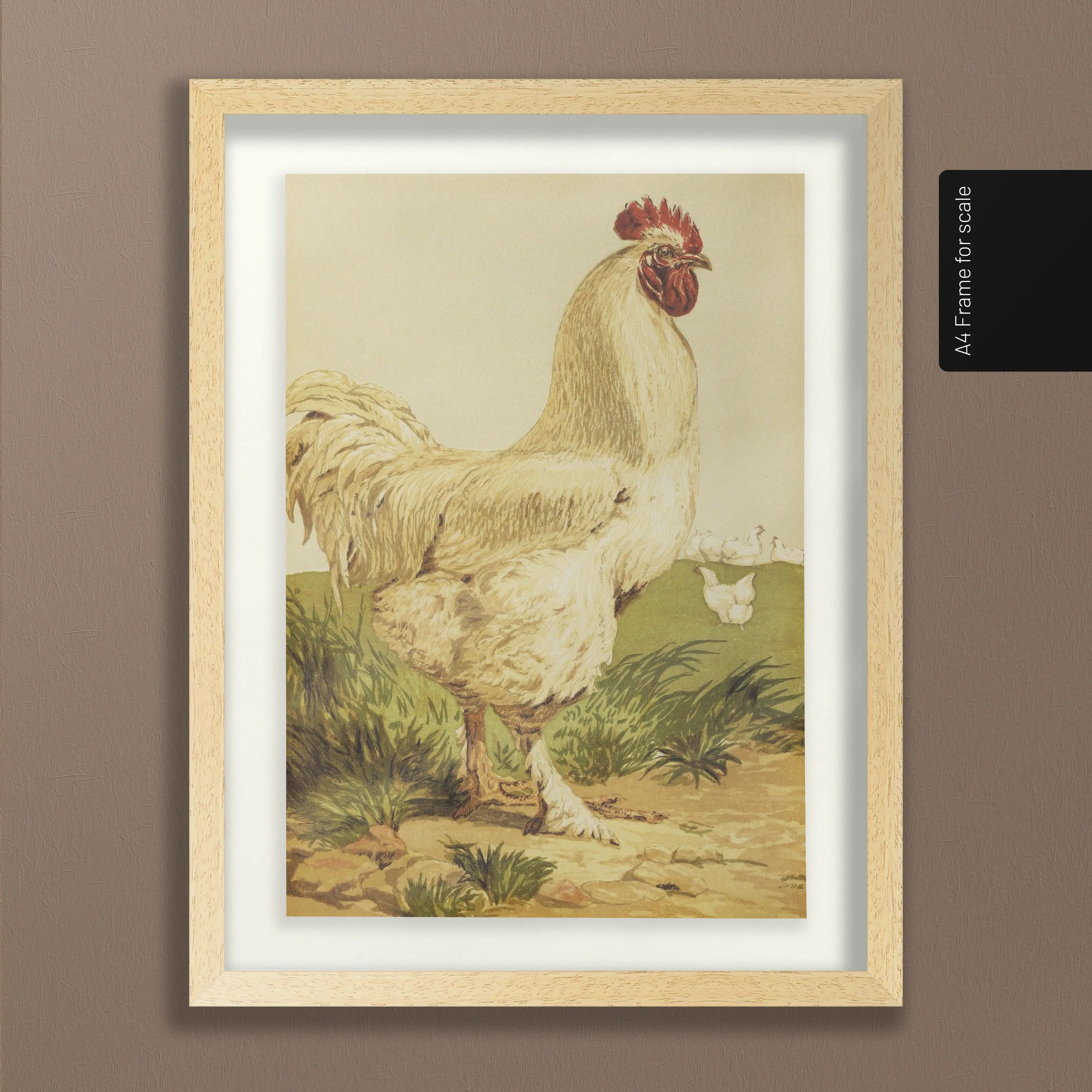 Natural History: Plate No. 24