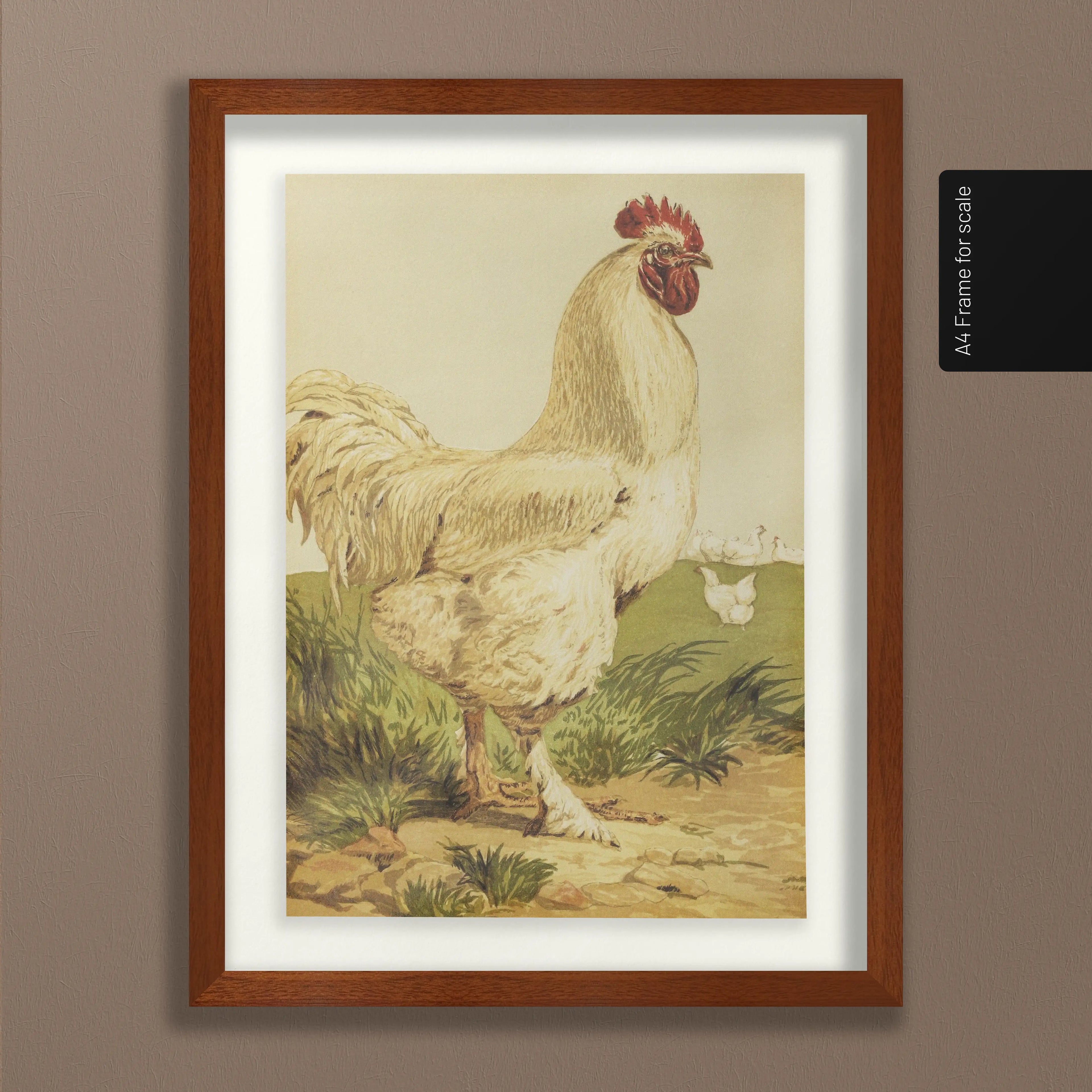 Natural History: Plate No. 24