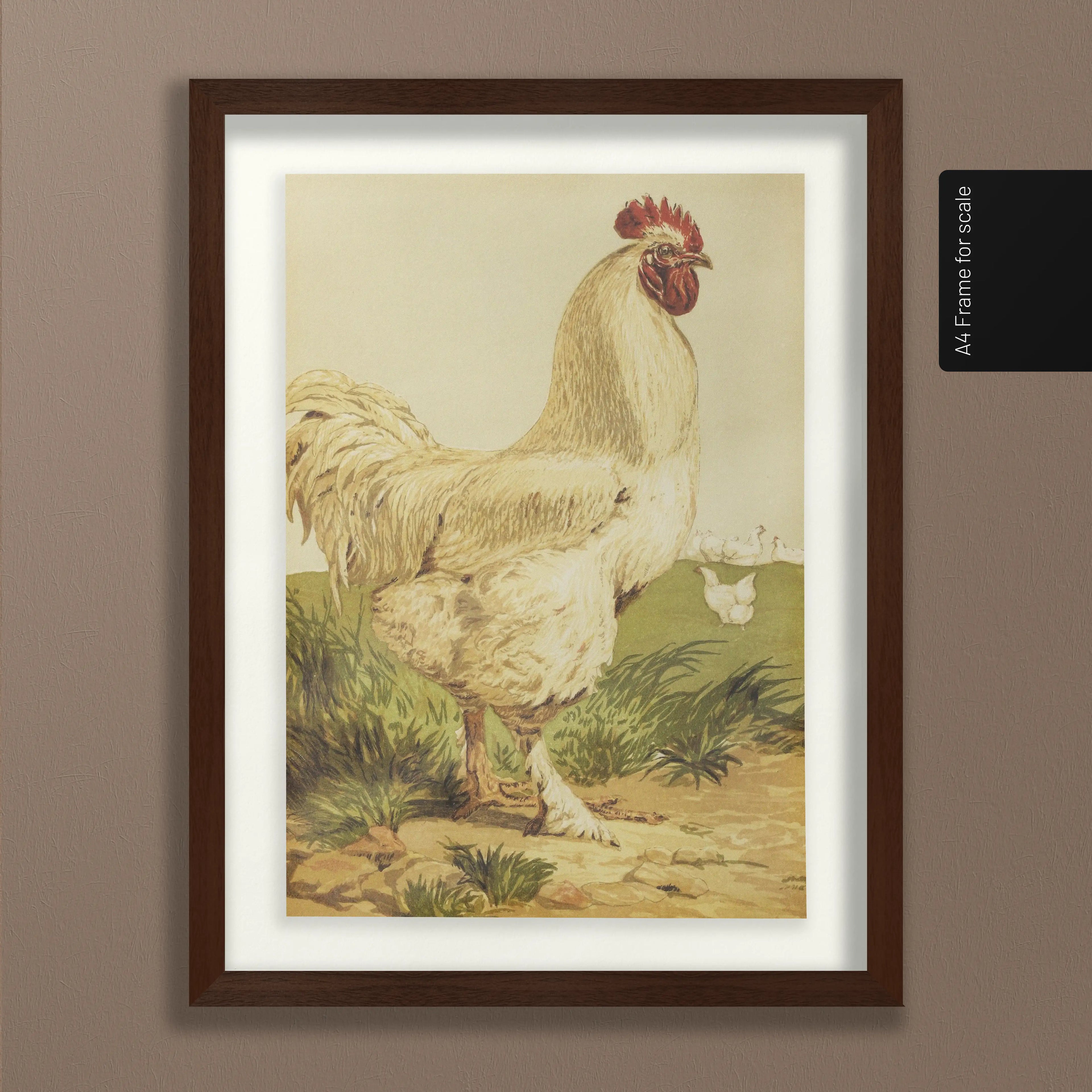 Natural History: Plate No. 24