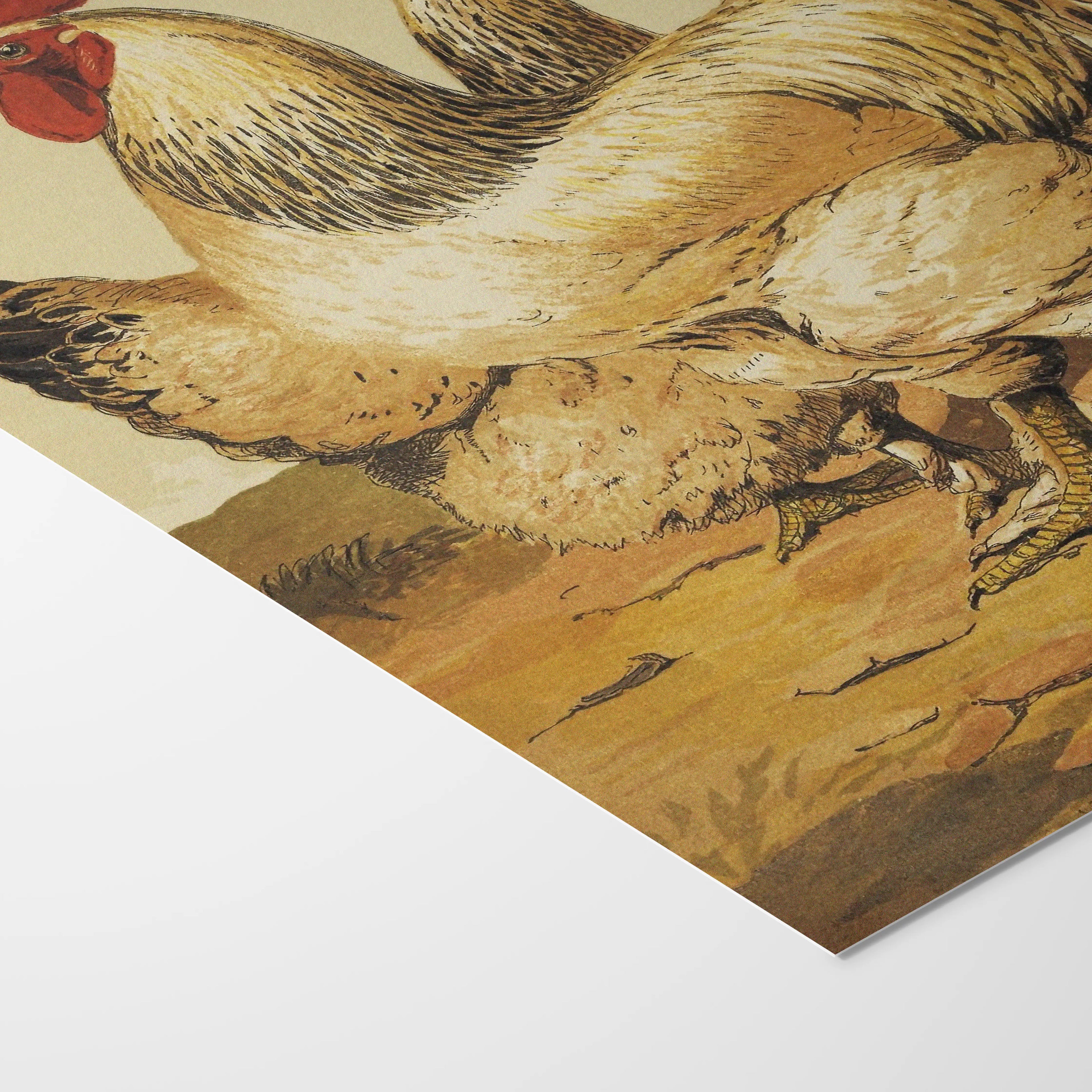 Natural History: Plate No. 25