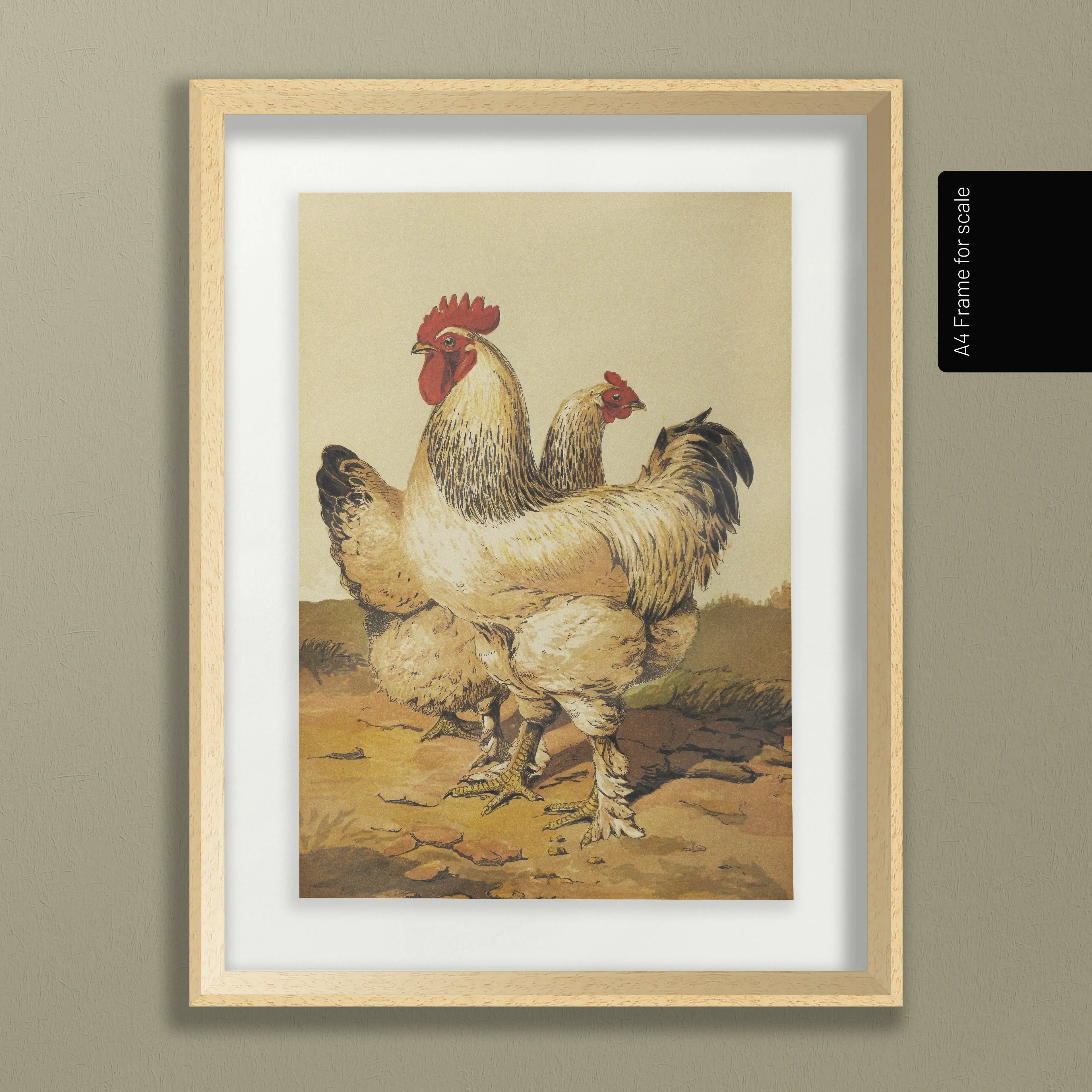 Natural History: Plate No. 25