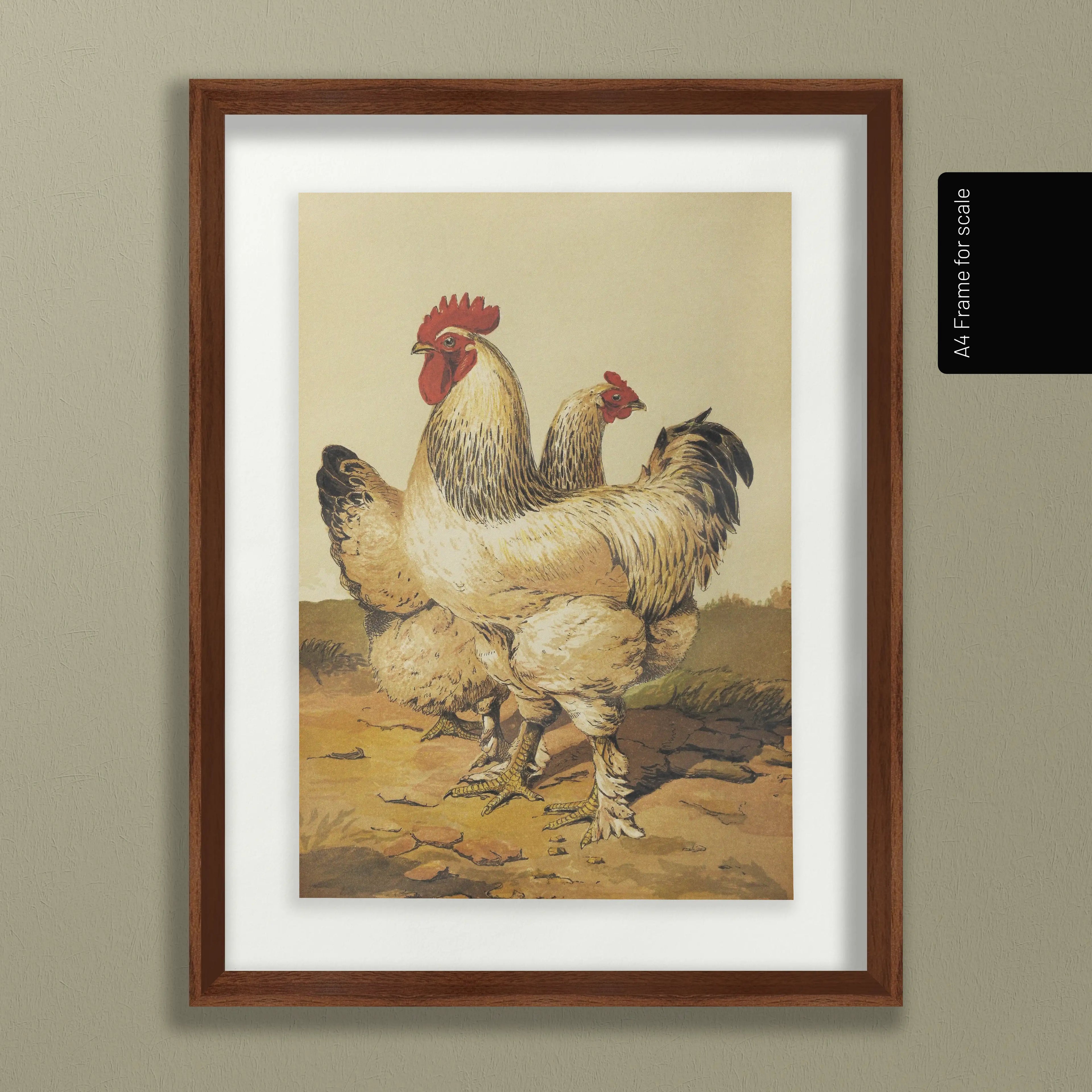 Natural History: Plate No. 25